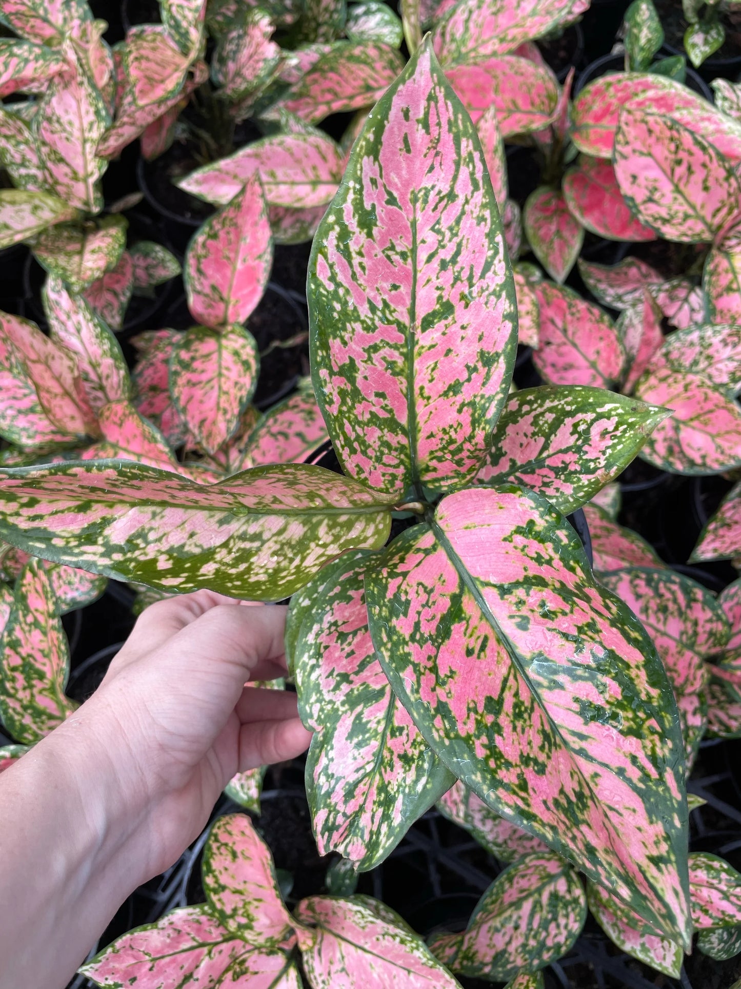 Aglaonema Lady Valentine