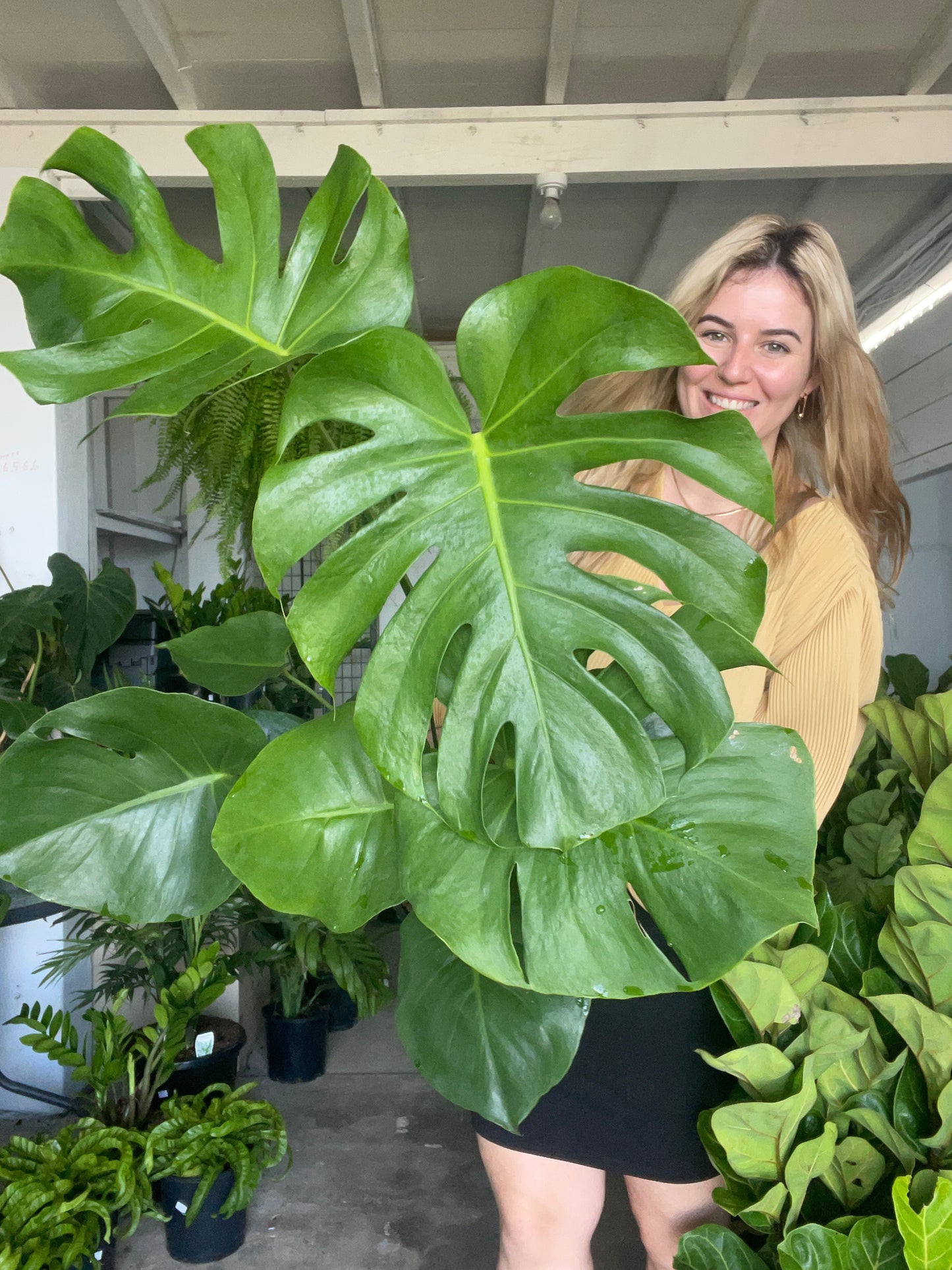 Monstera Deliciosa