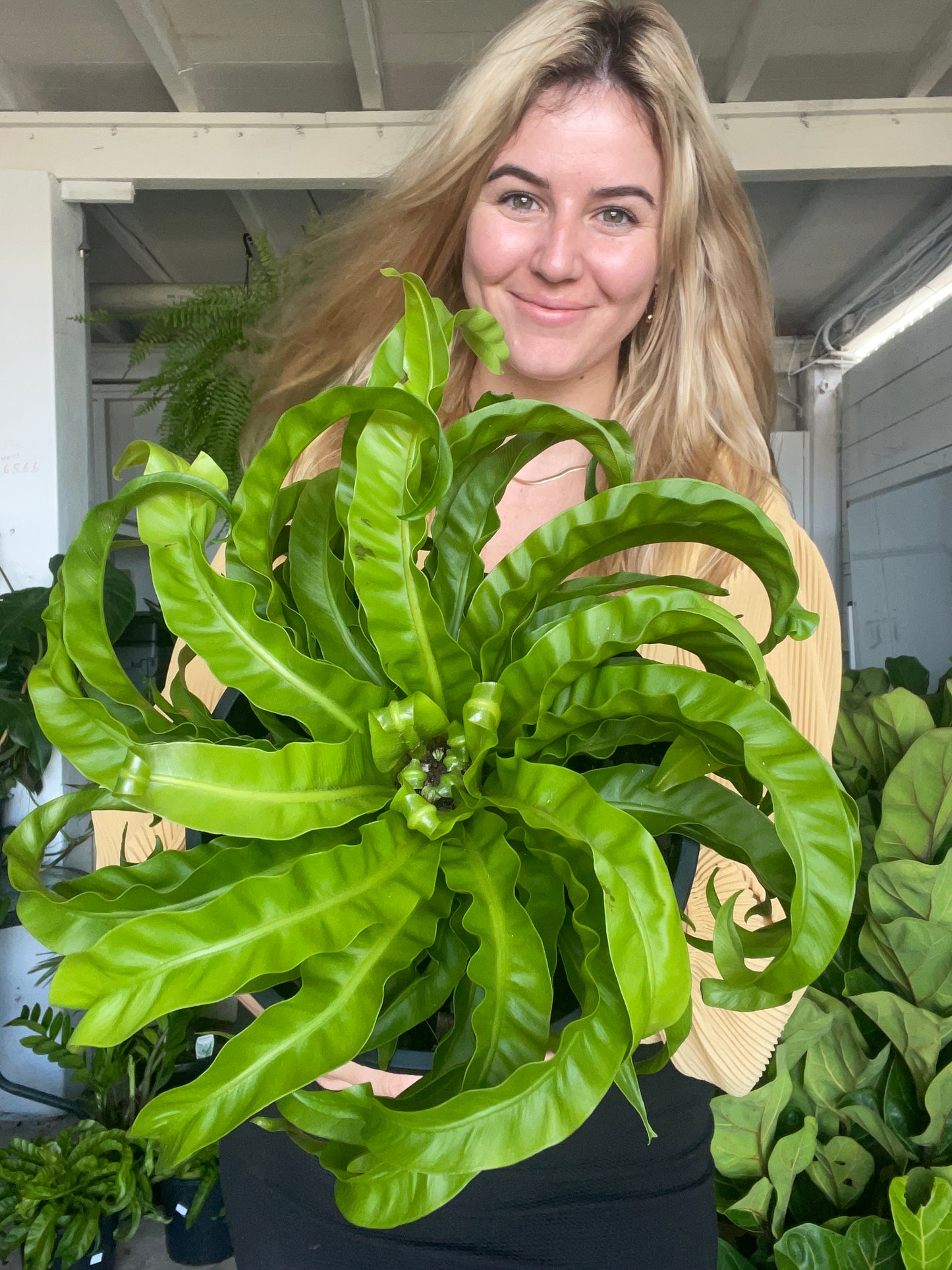 Hurricane Fern