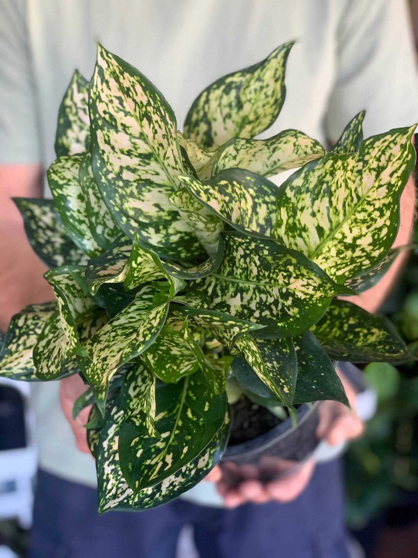 Aglaonema Eileen
