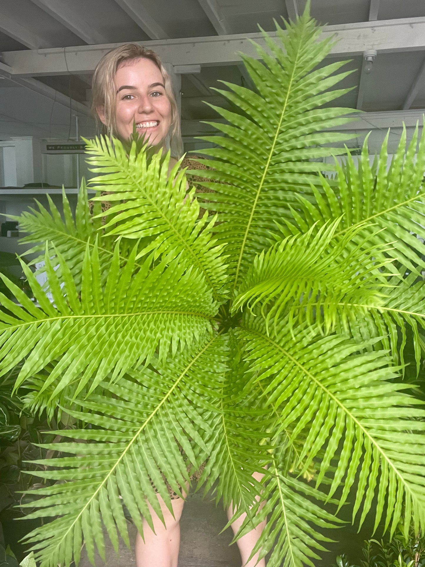 XL Blechnum Silver Lady Fern