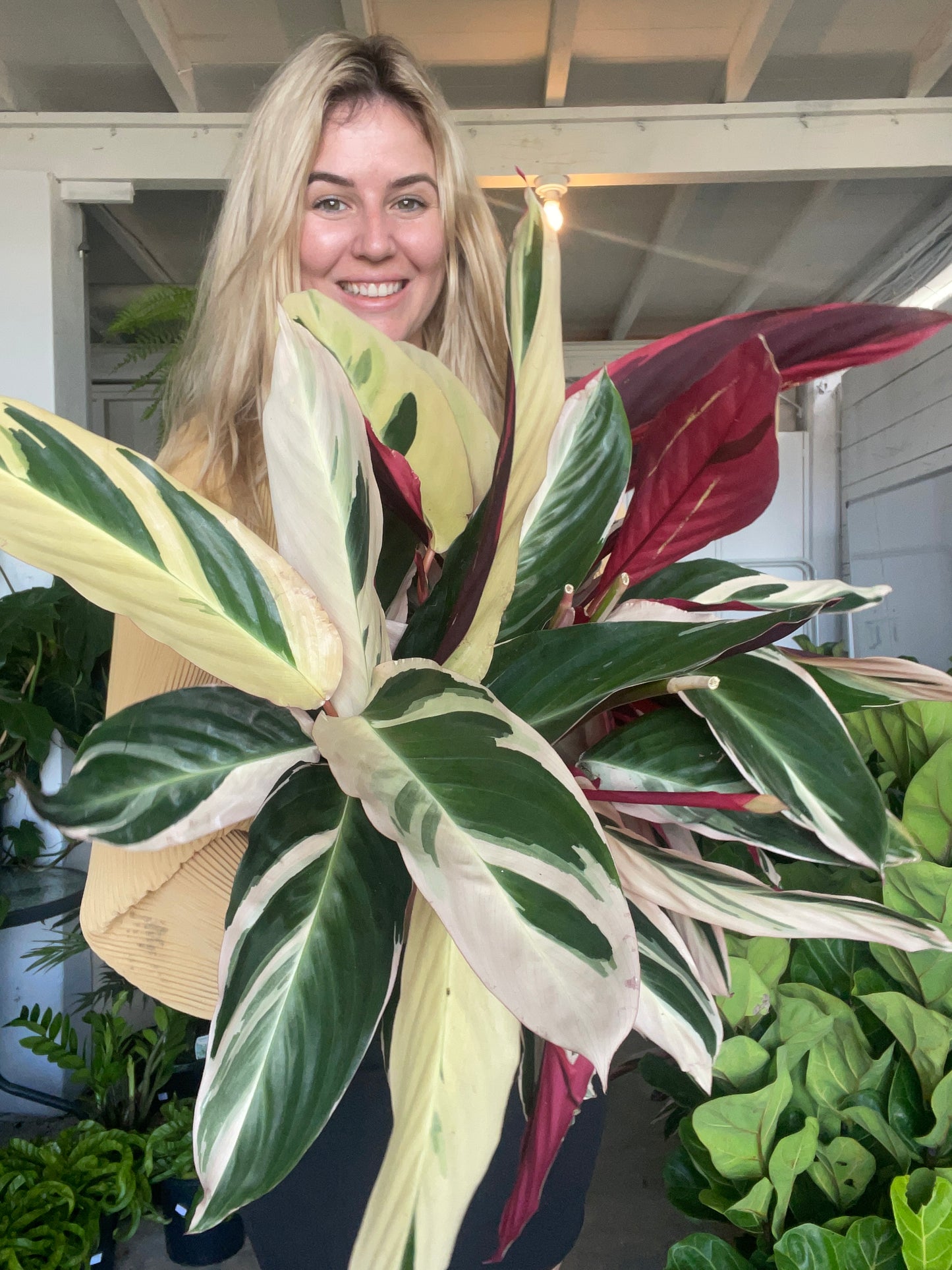 Stromanthe Tricolour