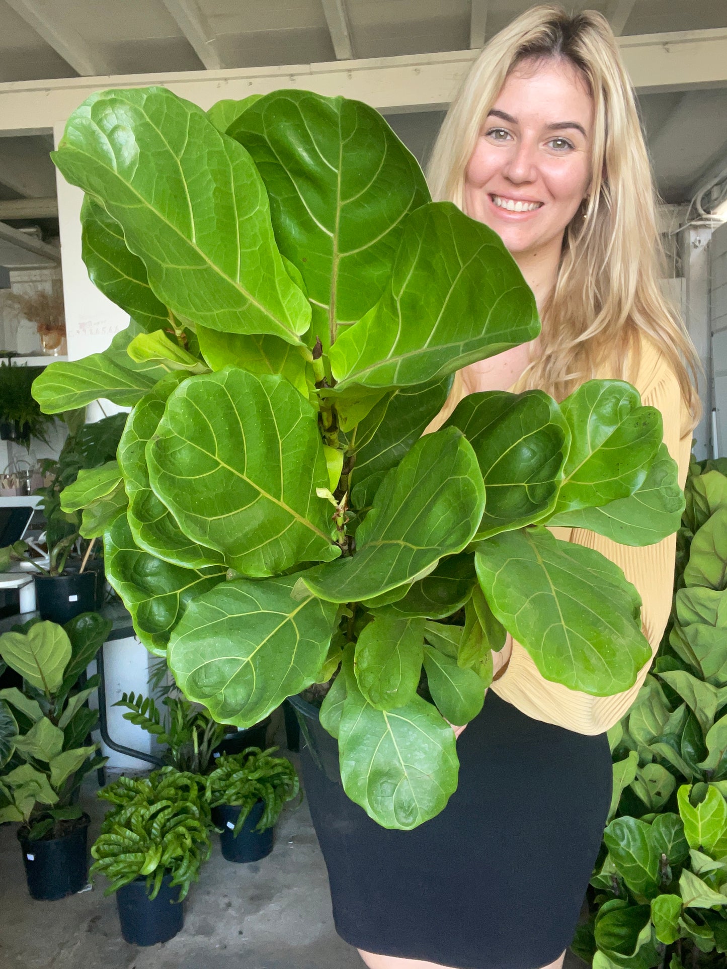 Fiddle Leaf Fig
