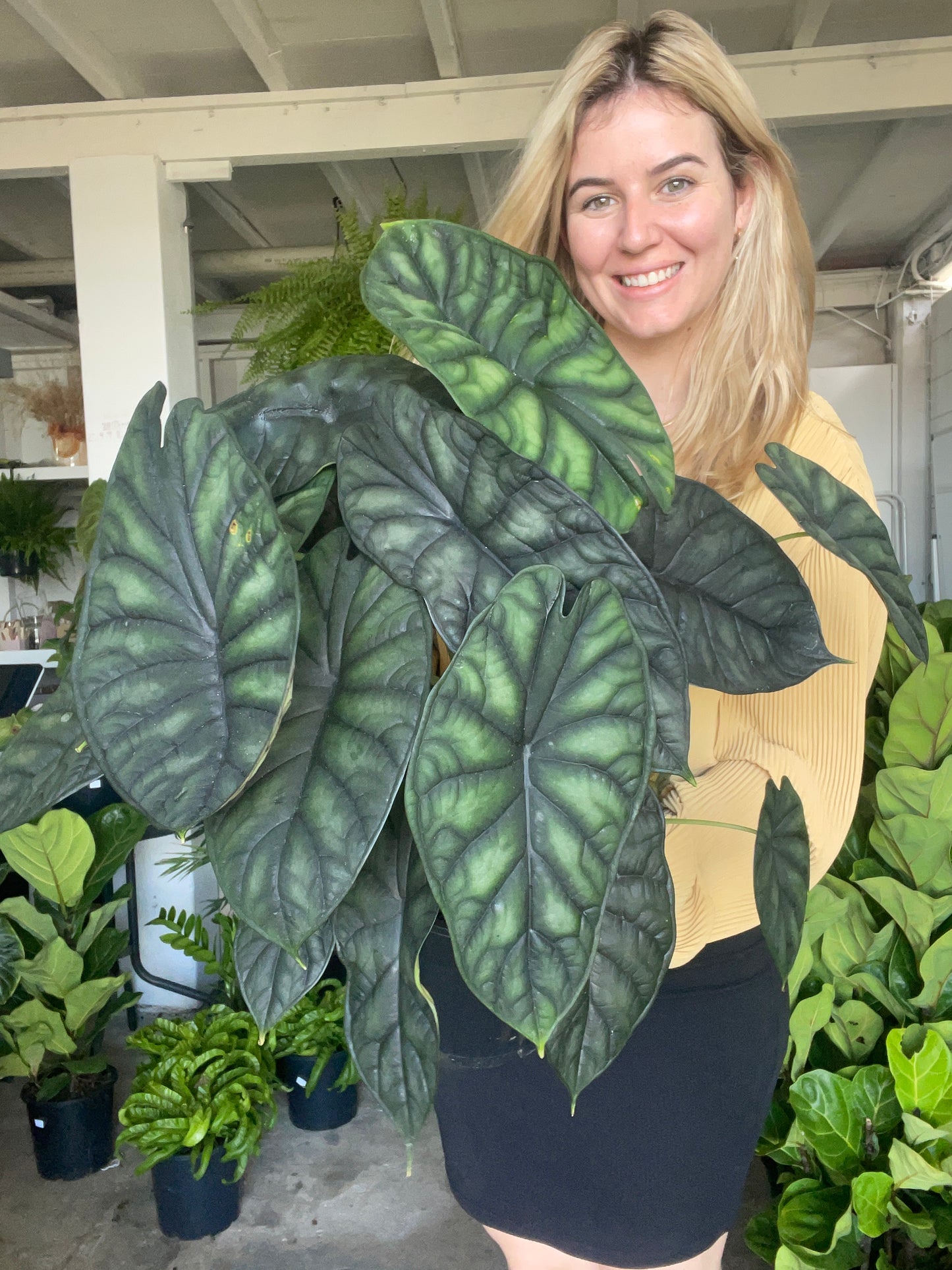 Alocasia Dragon Scale