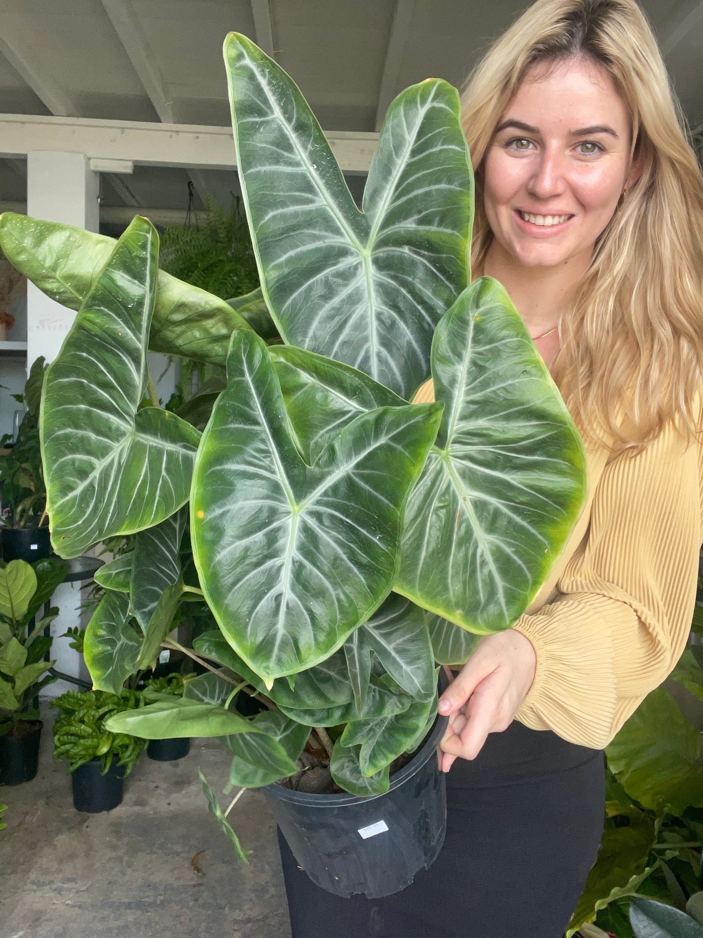 Alocasia Ivory Coast