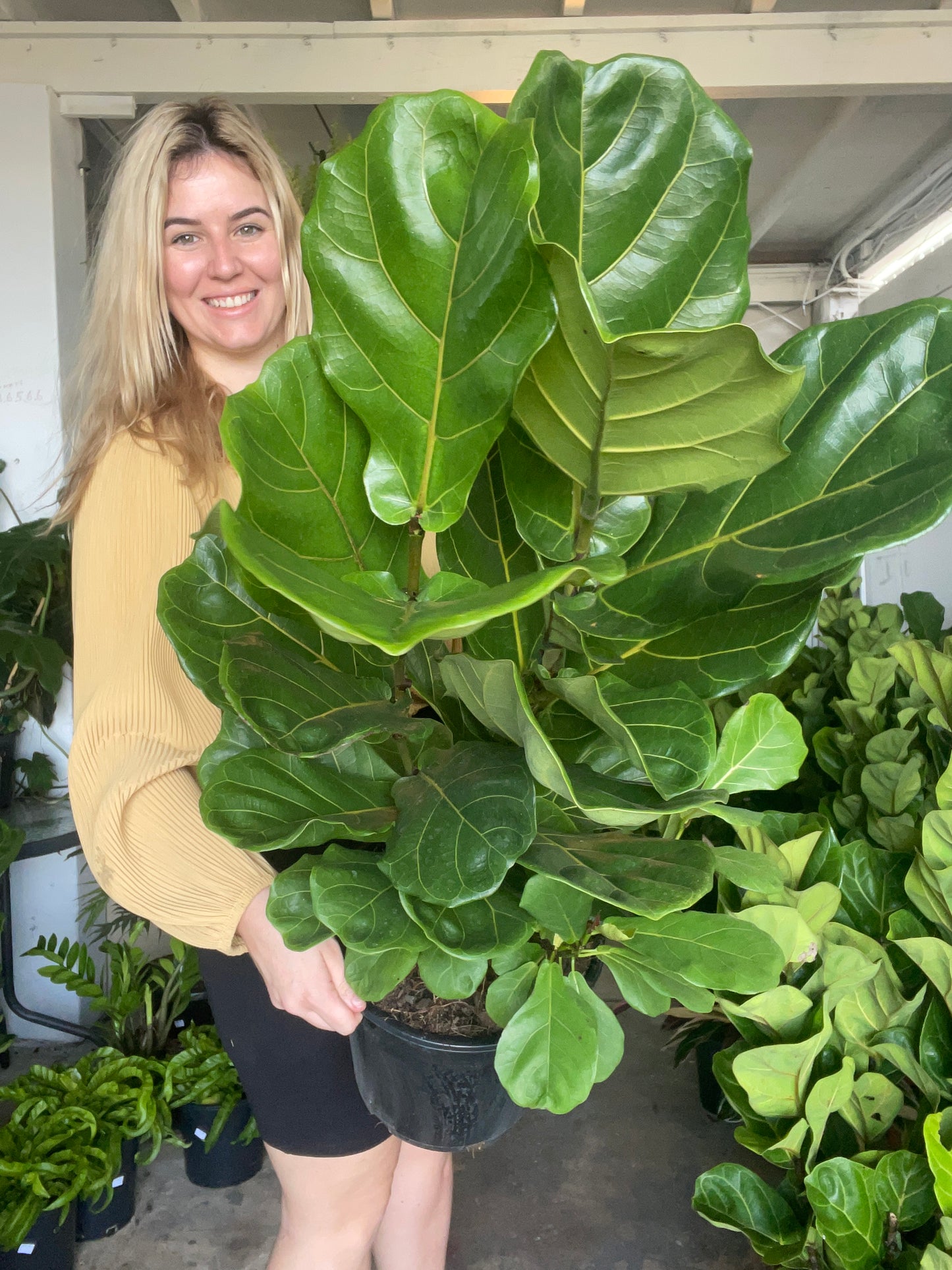 Ficus Large Large