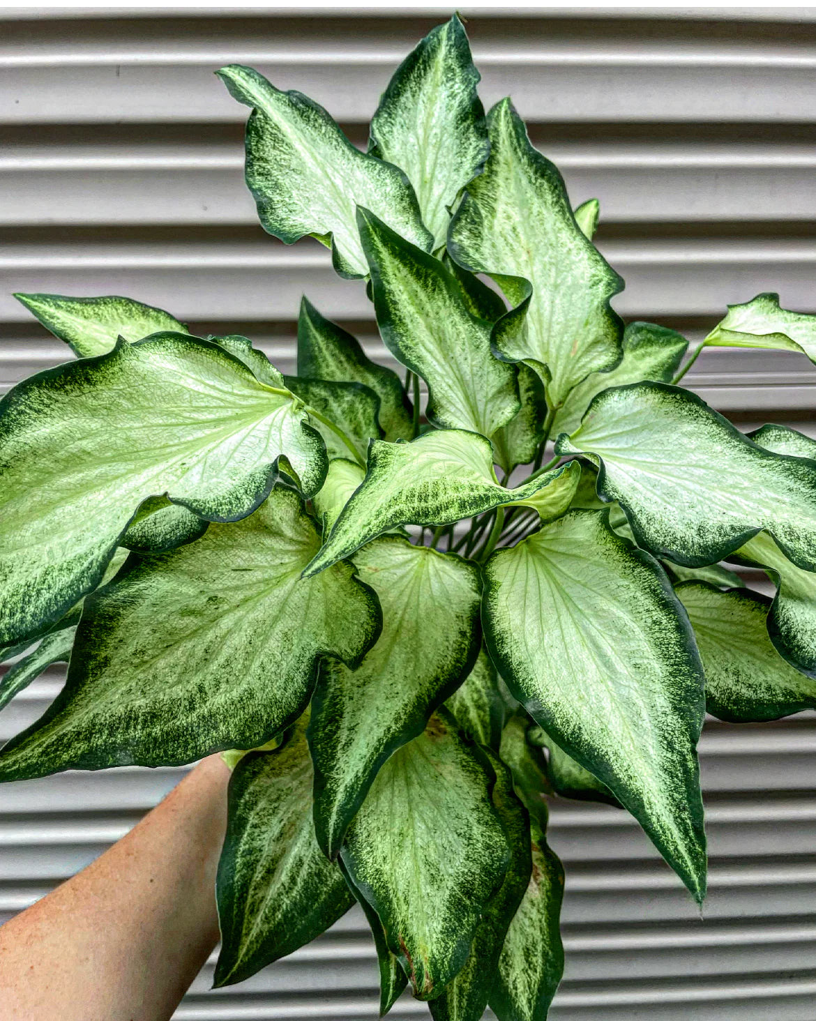 Caladium Icicles