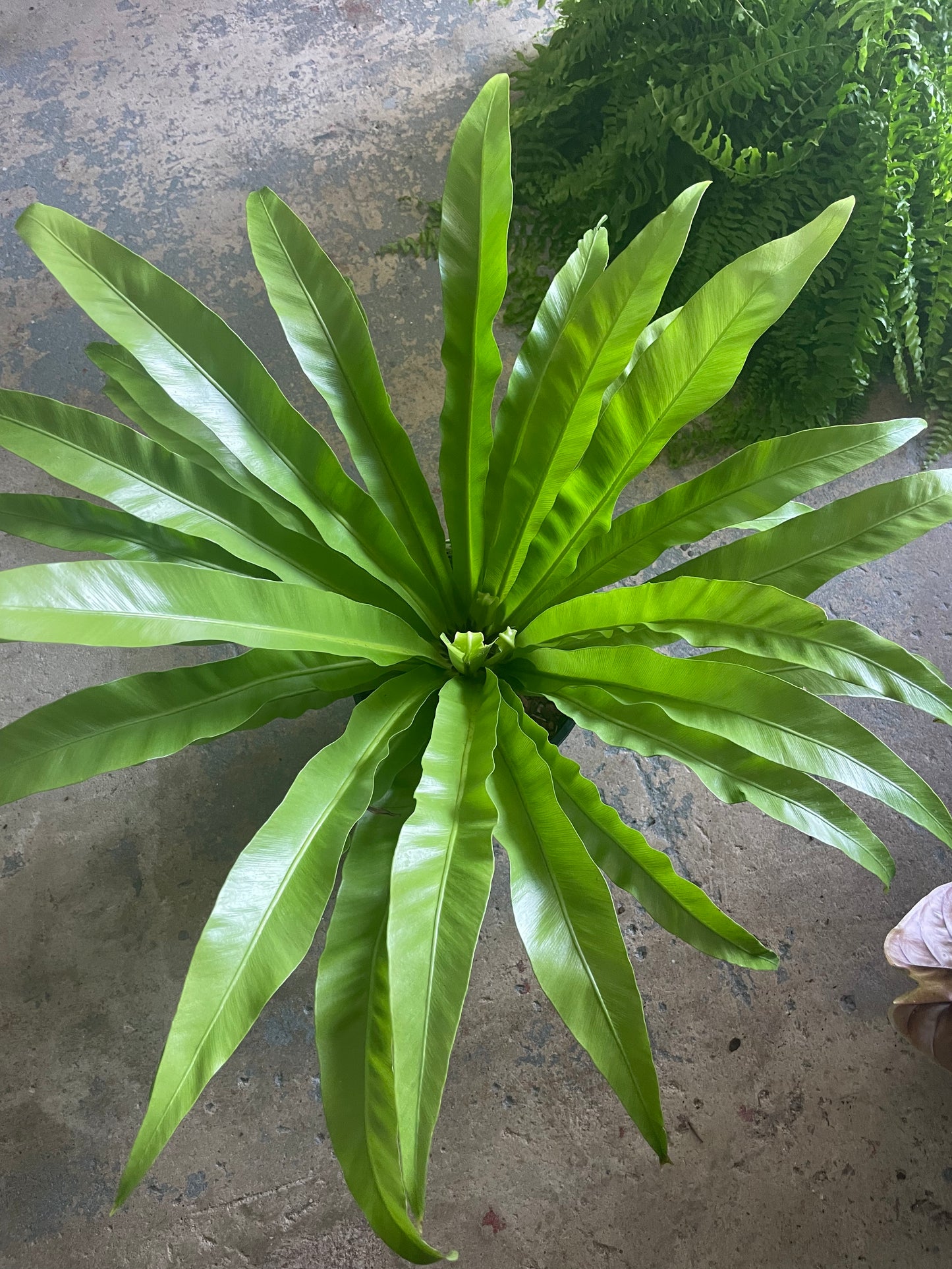 Birds Nest Fern