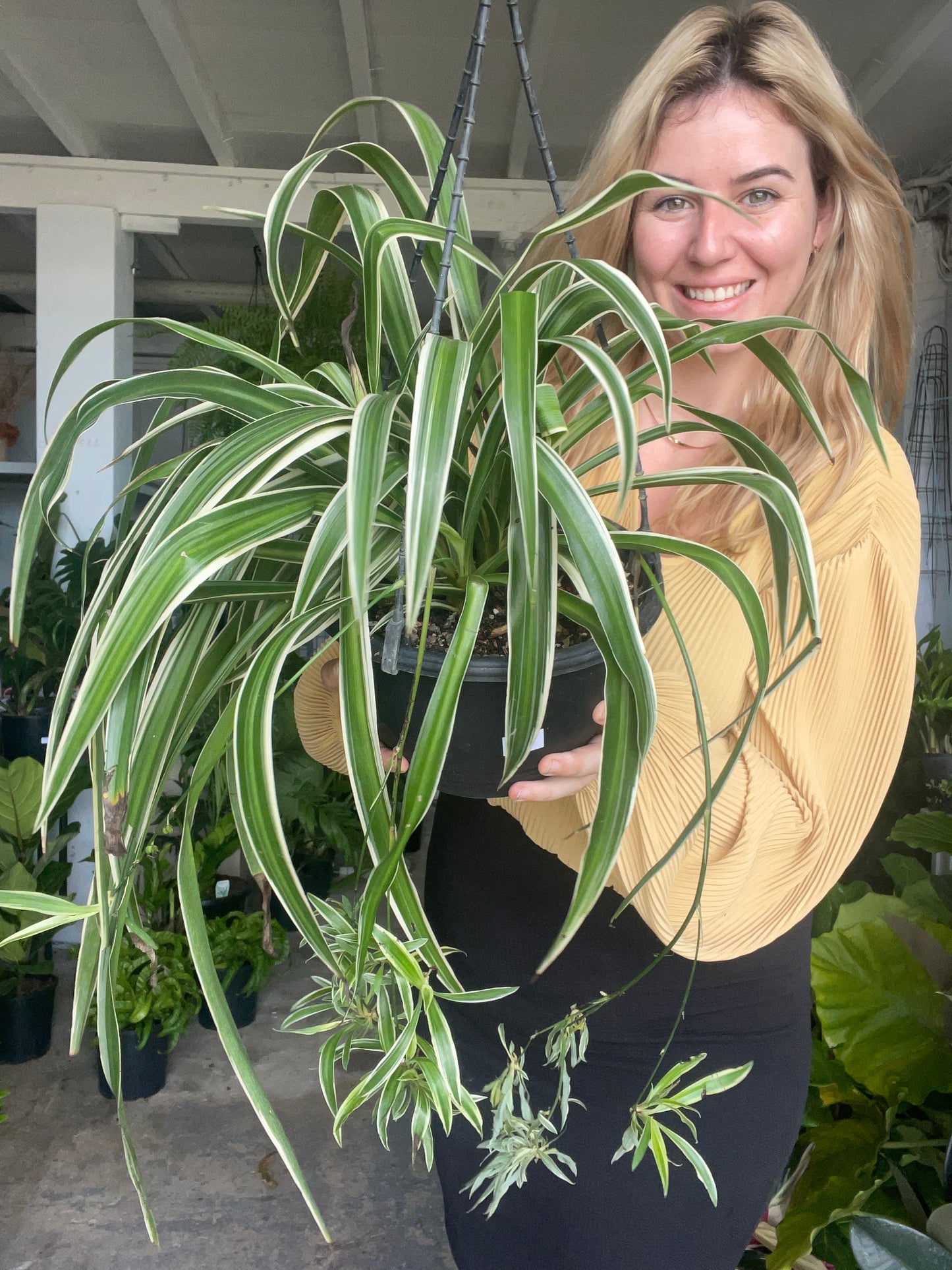 Spider Plant Hanger