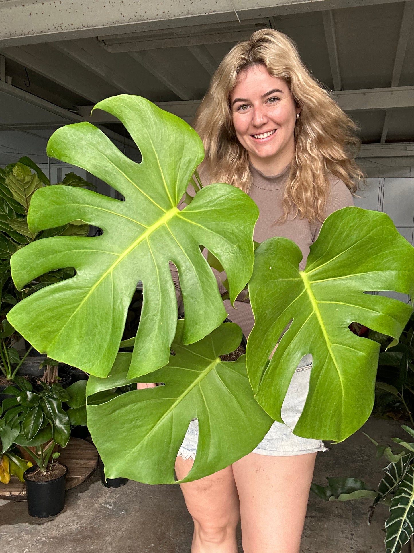 Monstera Deliciosa