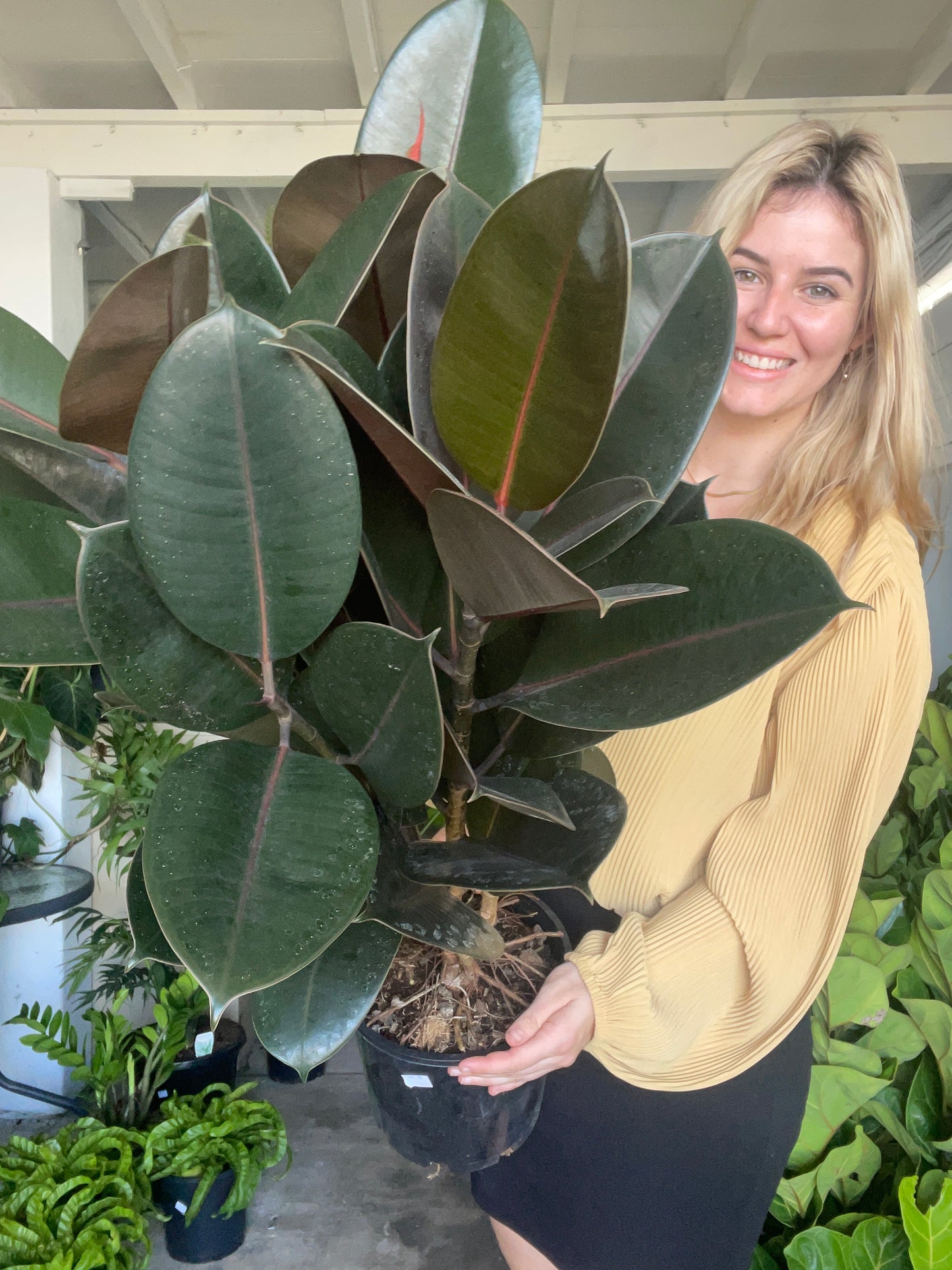 Ficus Burgundy