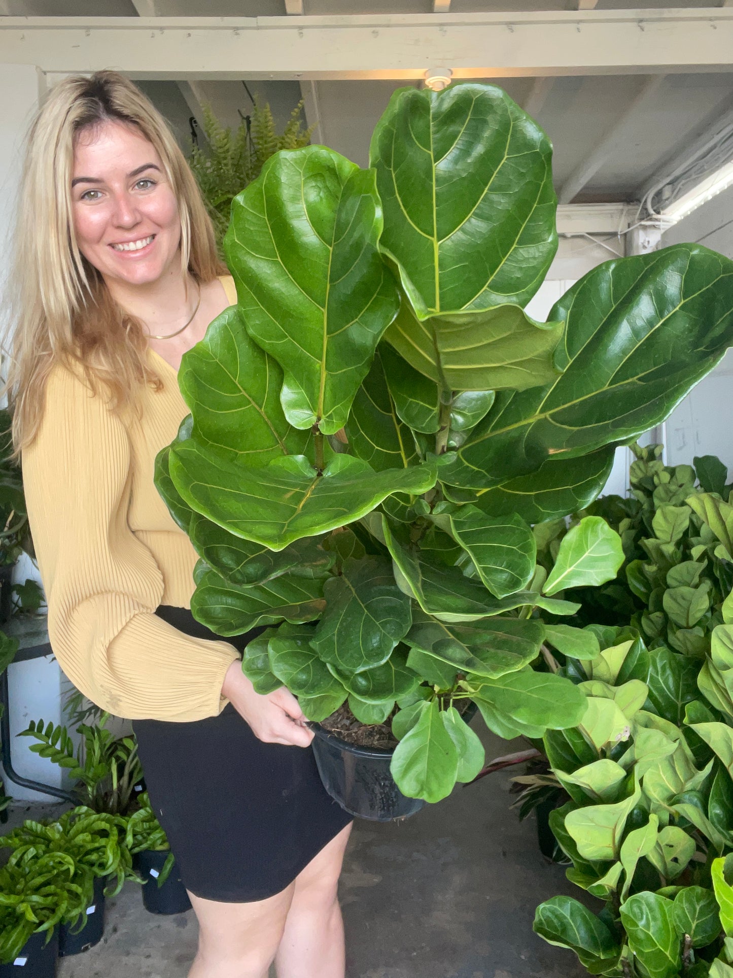 Ficus Large Large