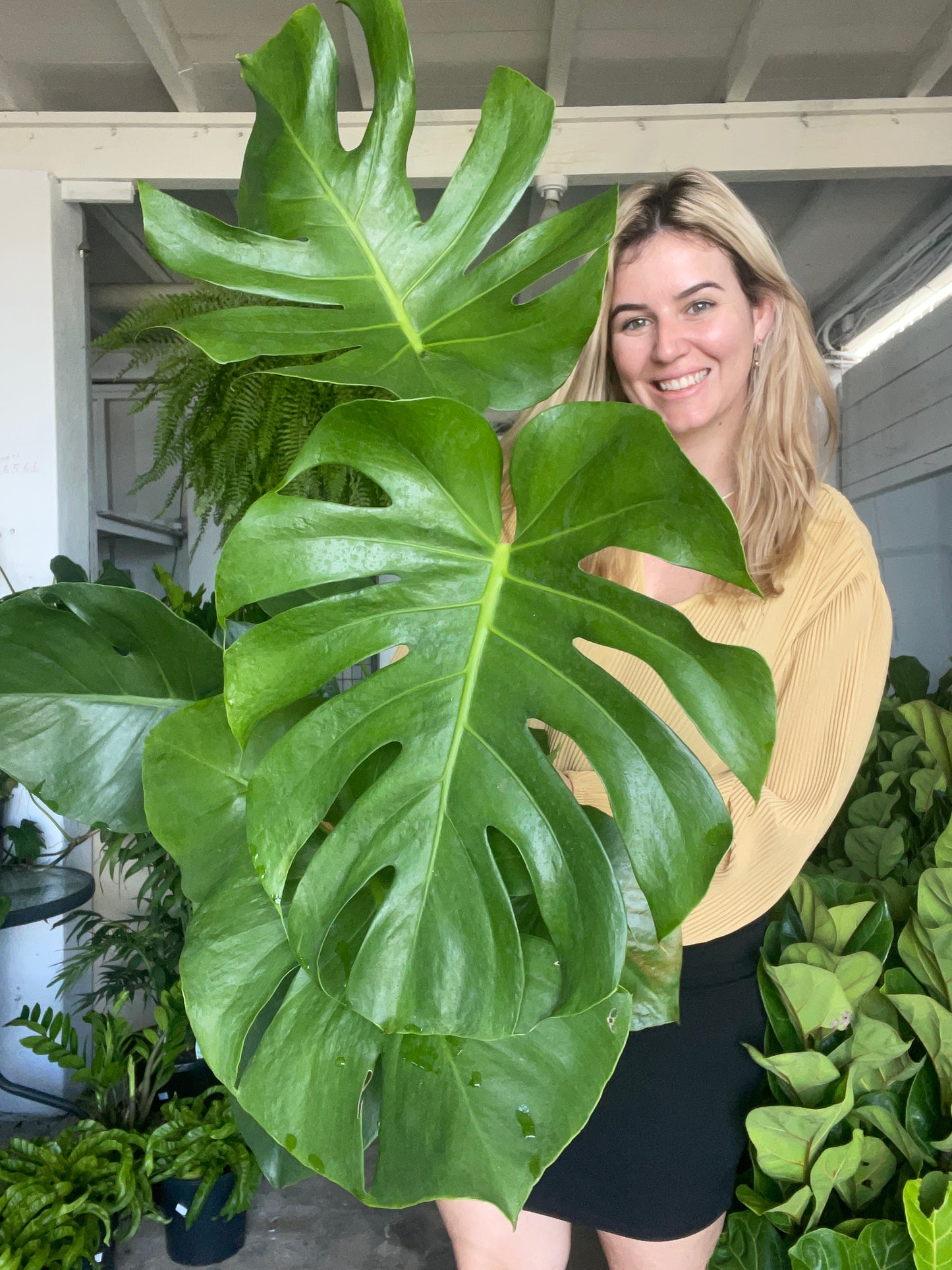 Monstera Deliciosa
