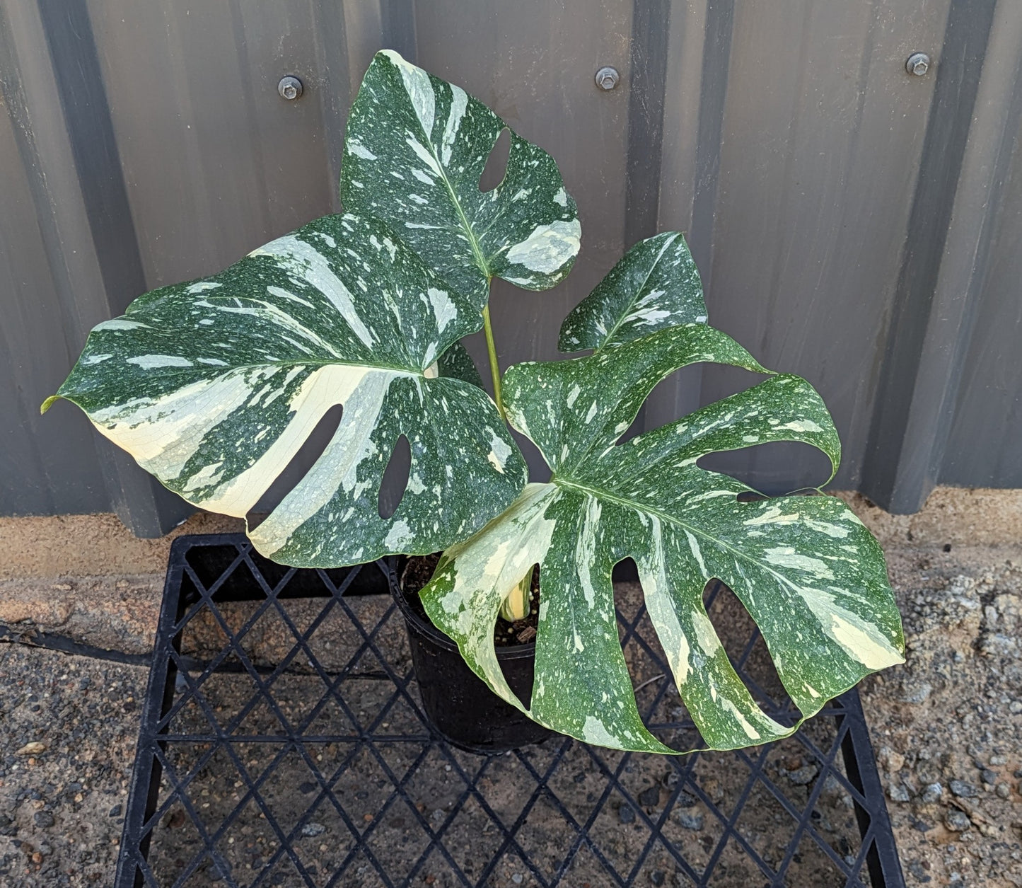 Monstera Thai Constellation