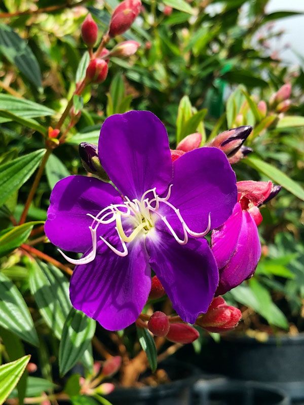 Tibouchina Heteromolla Jazzie