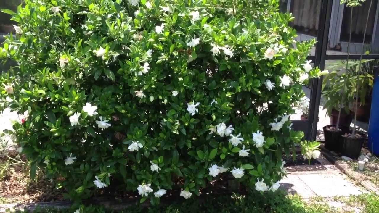 Gardenia Veitchii Ocean Pearl