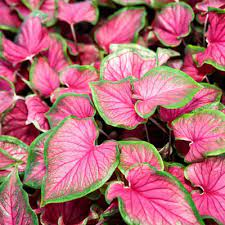 Caladium Bicolor Flamingo