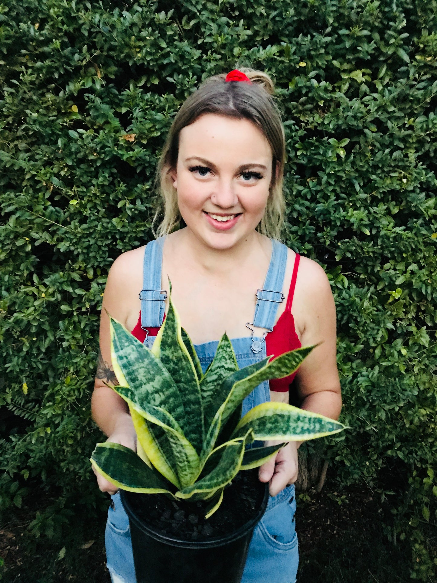 Snake Plant 200mm
