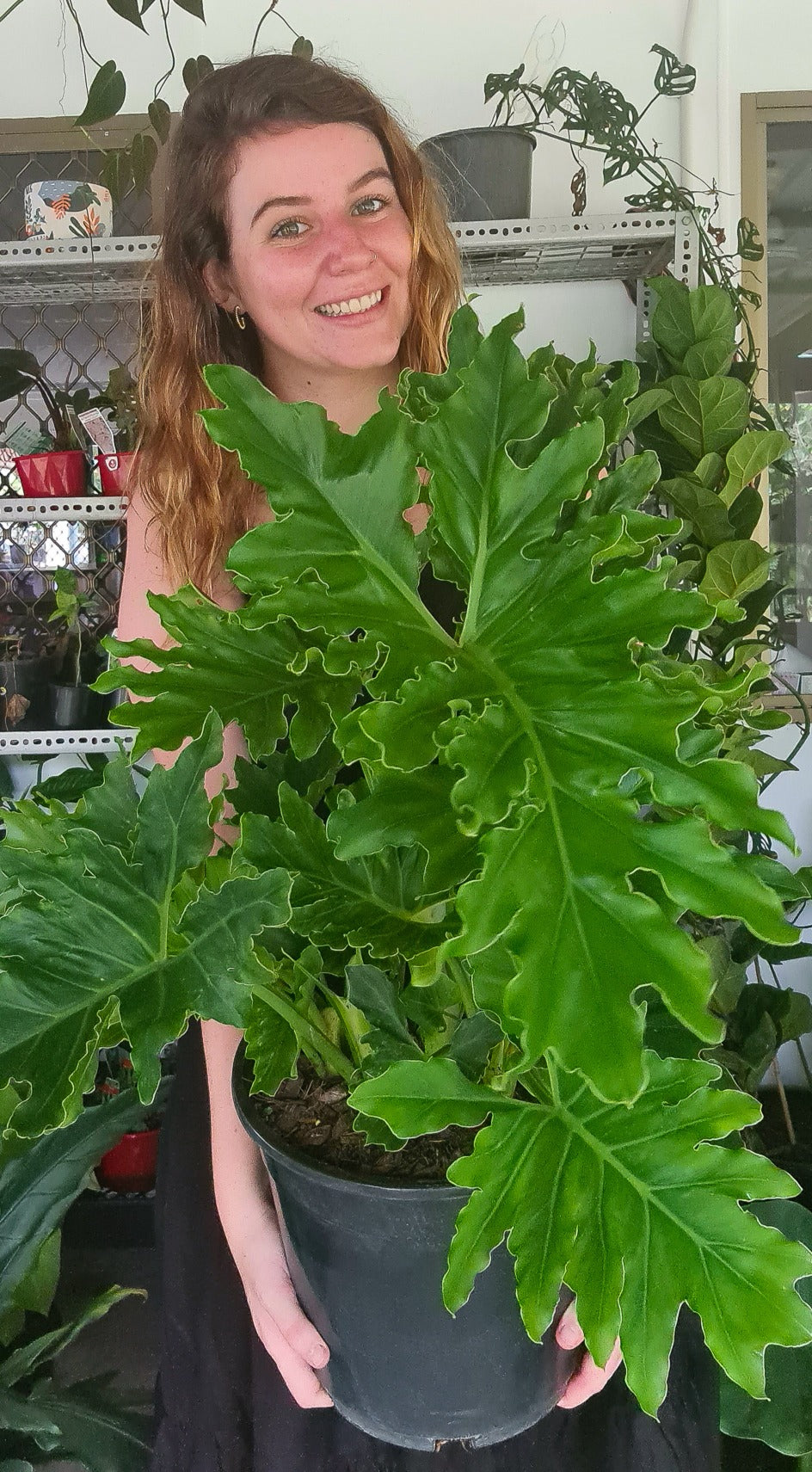 Large Philodendron Hope
