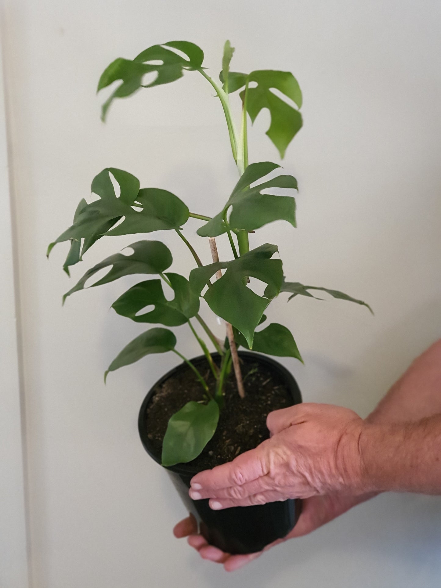 Philodendron Minima
