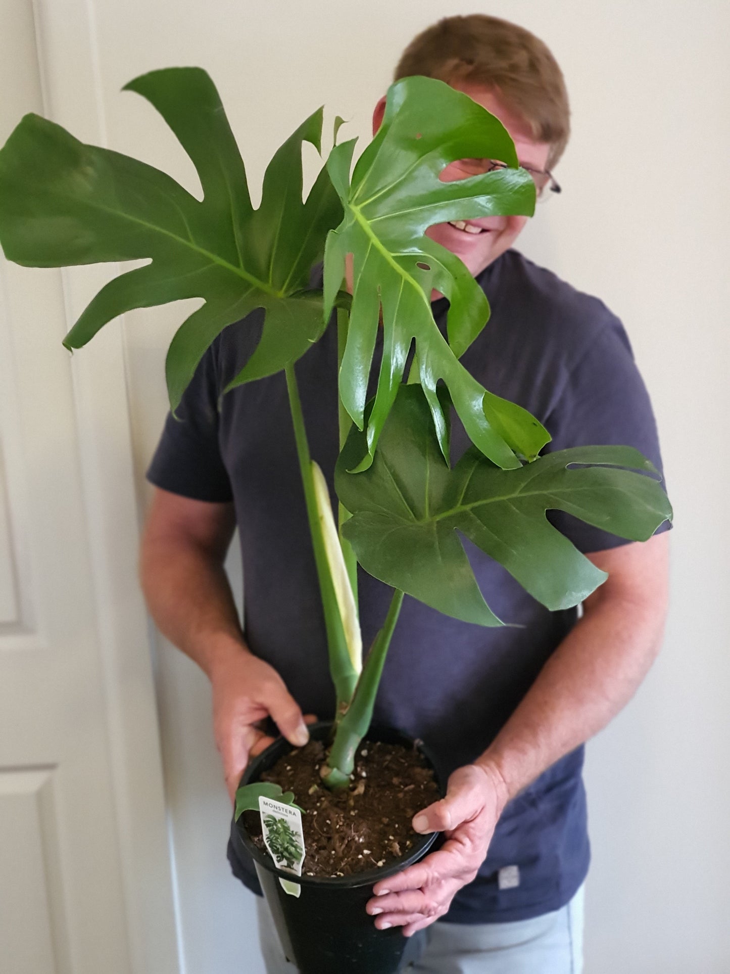 Monstera Deliciosa