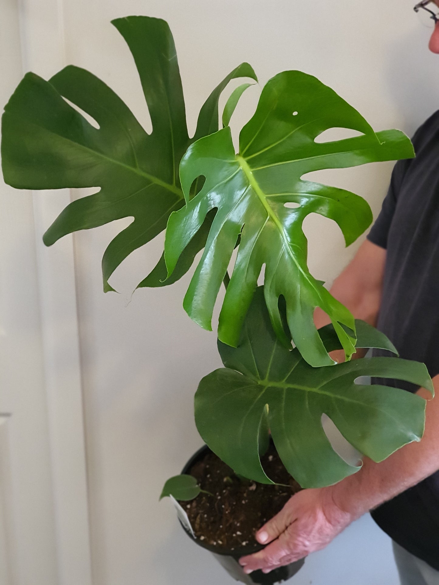 Monstera Deliciosa
