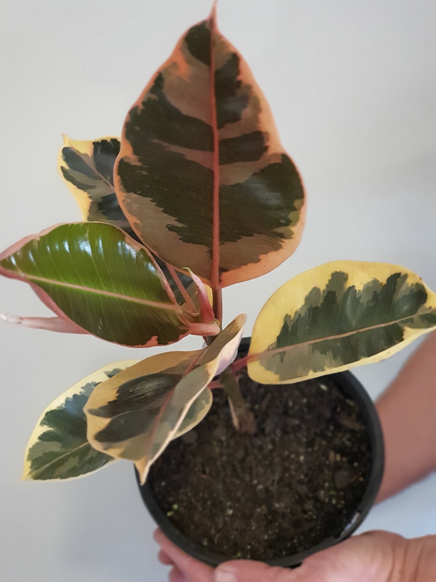 Variegated Tineke Rubber Tree