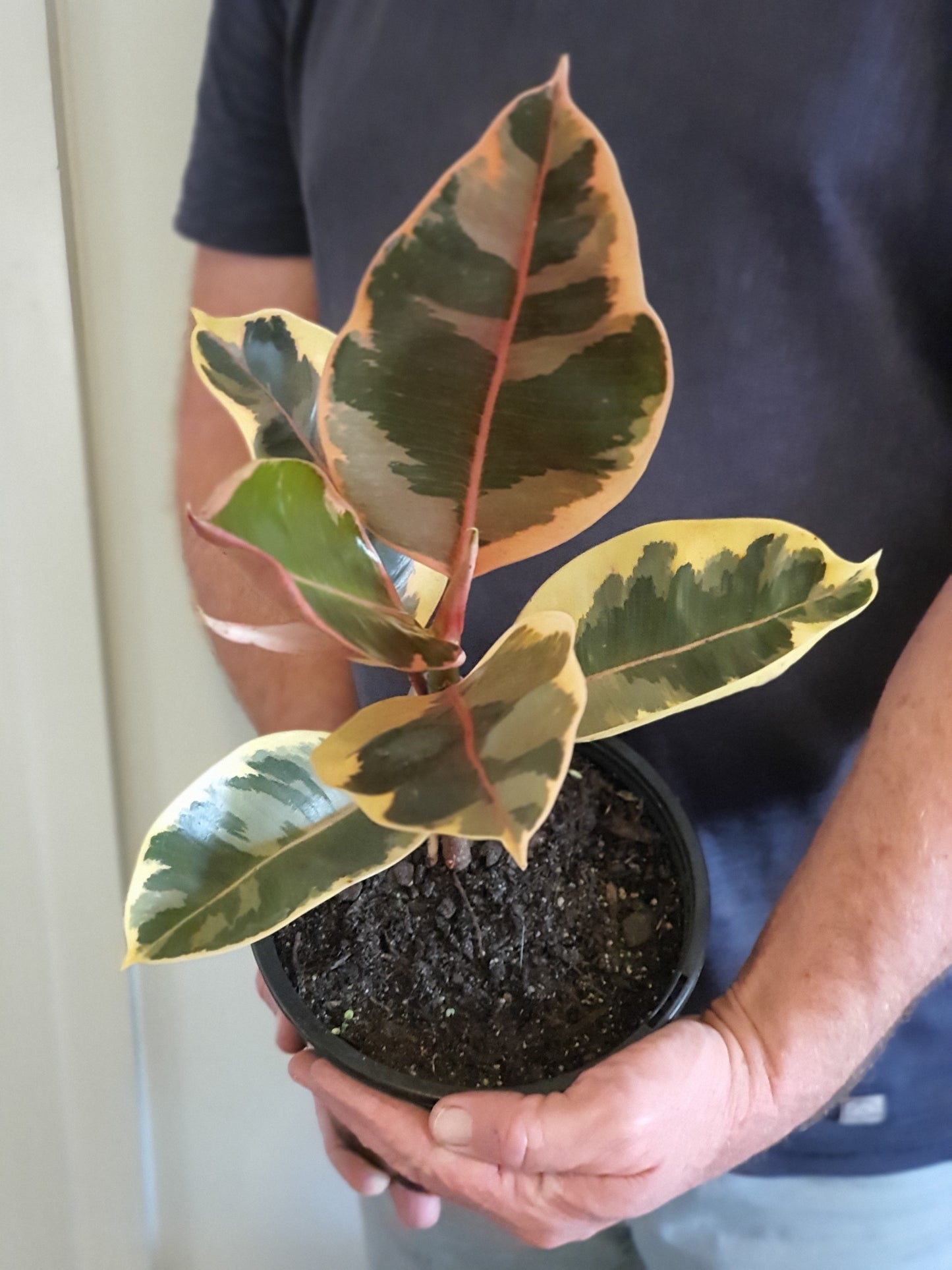 Variegated Tineke Rubber Tree