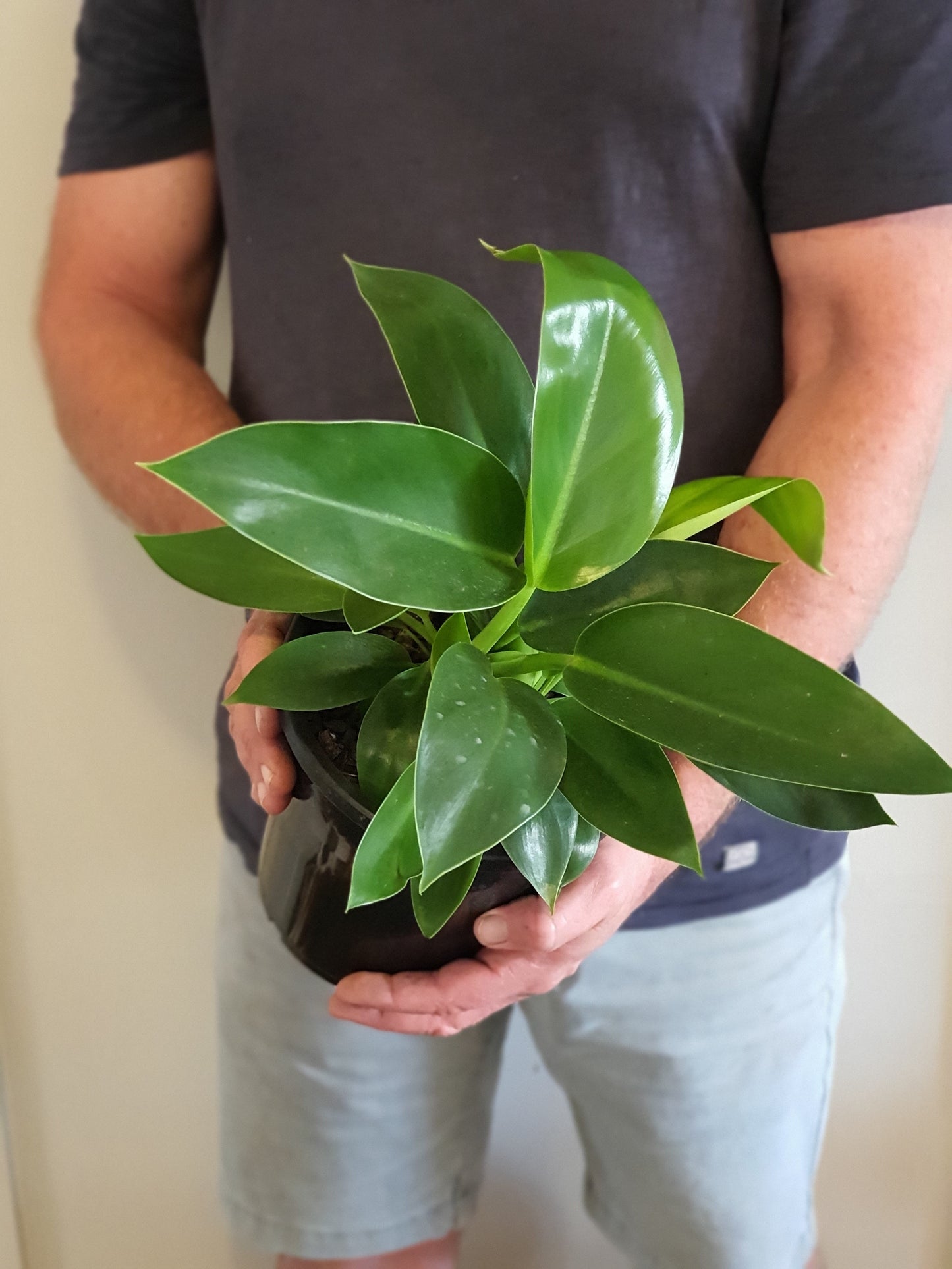 Philodendron Congo