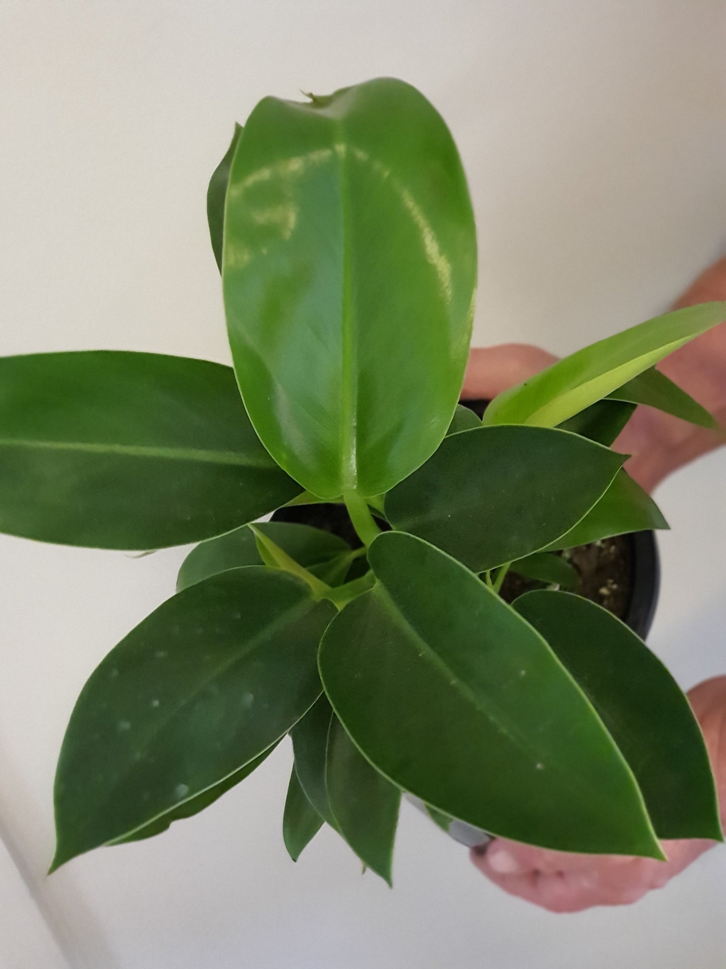 Philodendron Congo