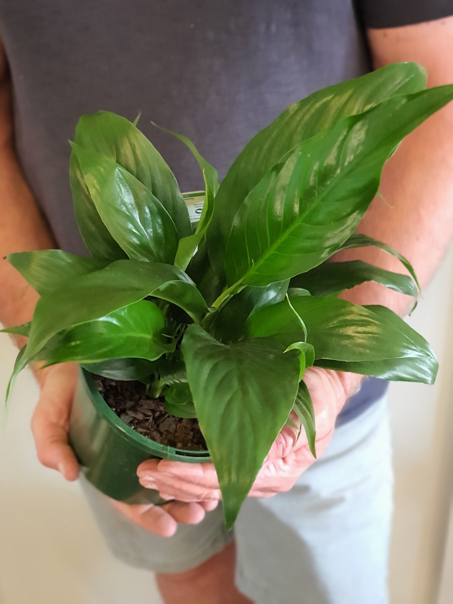 Peace Lily 180mm