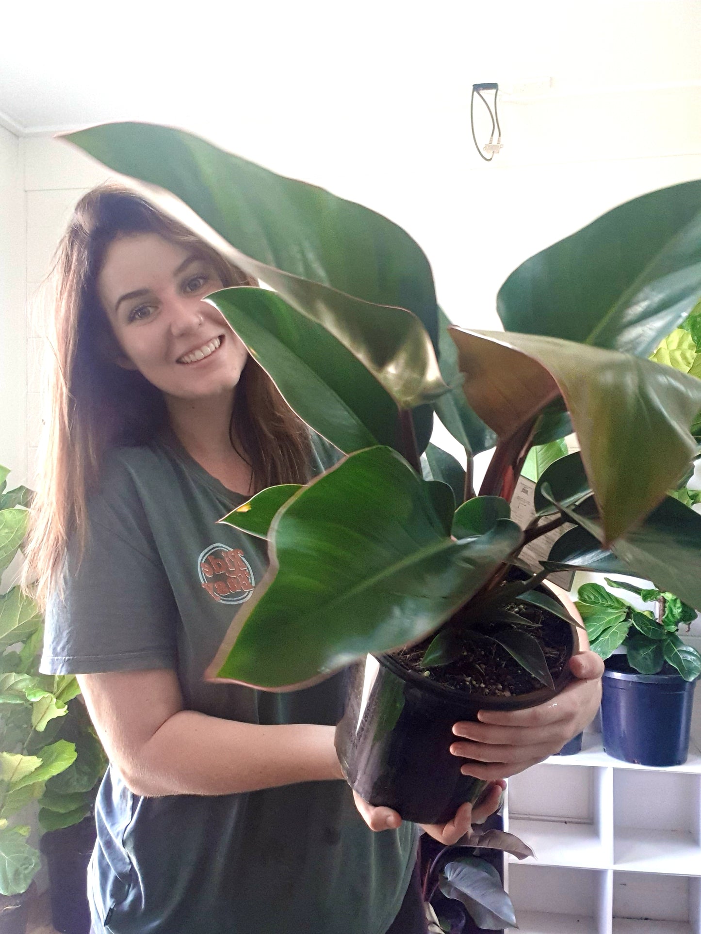 Philodendron Rojo Congo
