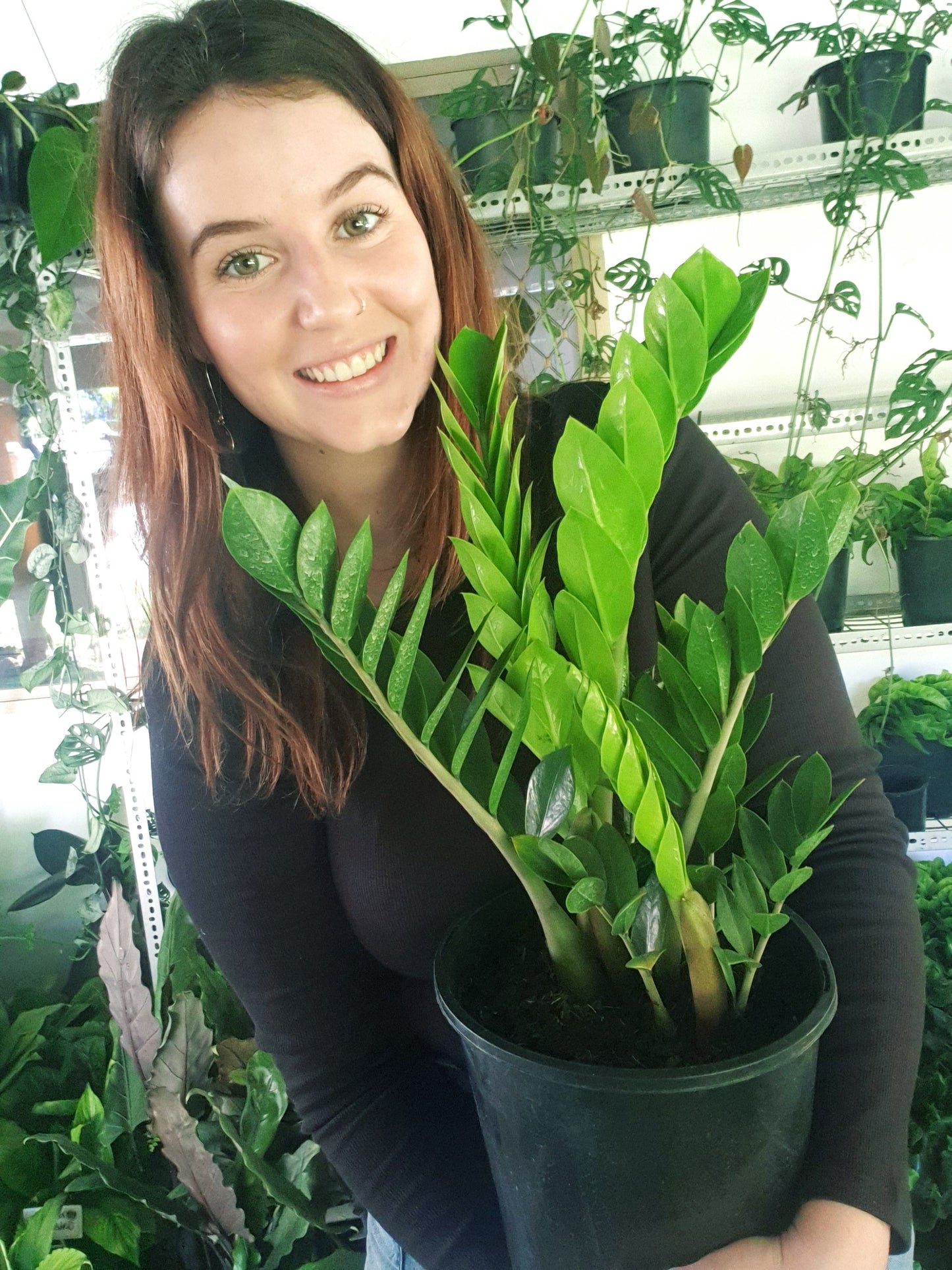 ZZ Plant