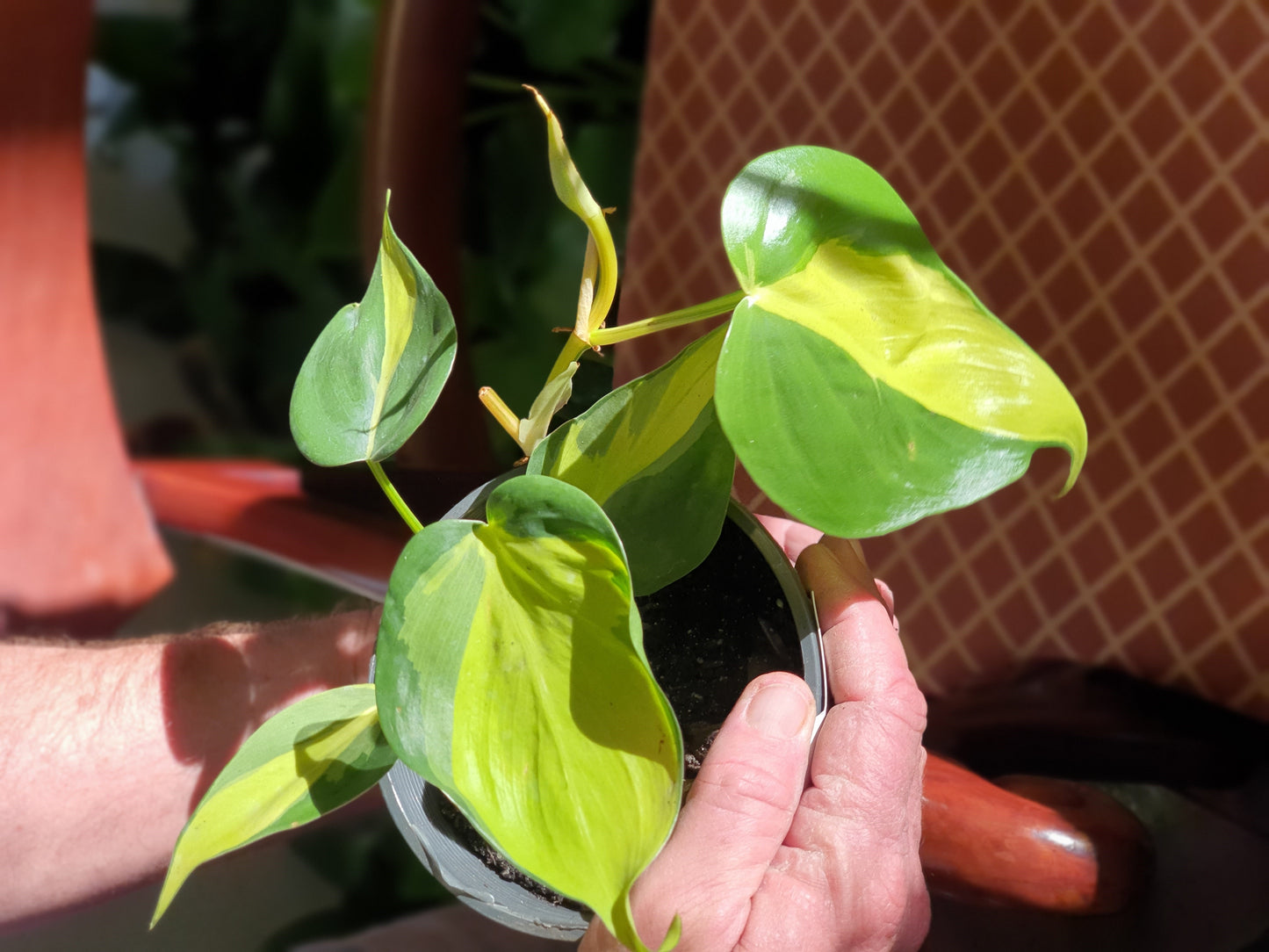 Philodendron Brasil