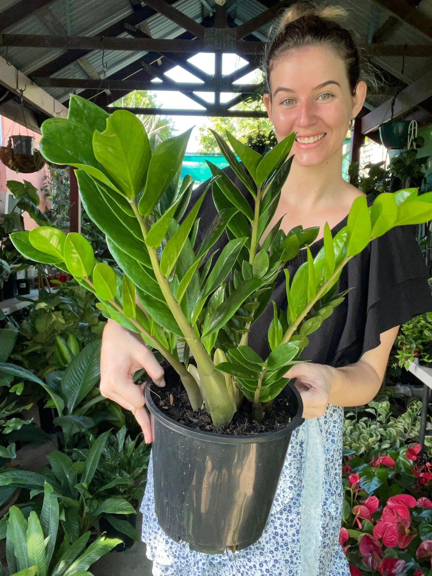 ZZ Plant