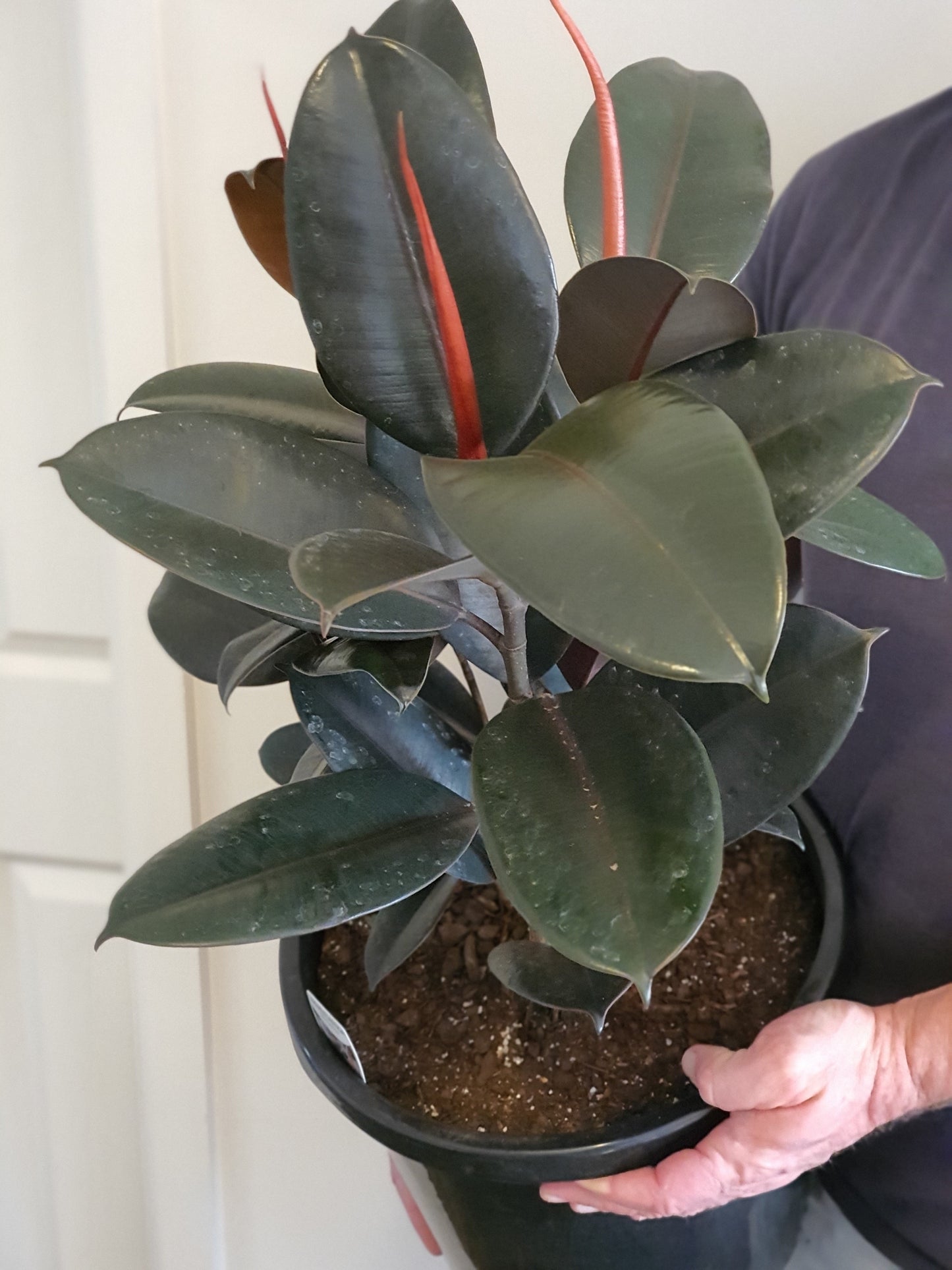 Giant Burgundy Rubber Tree