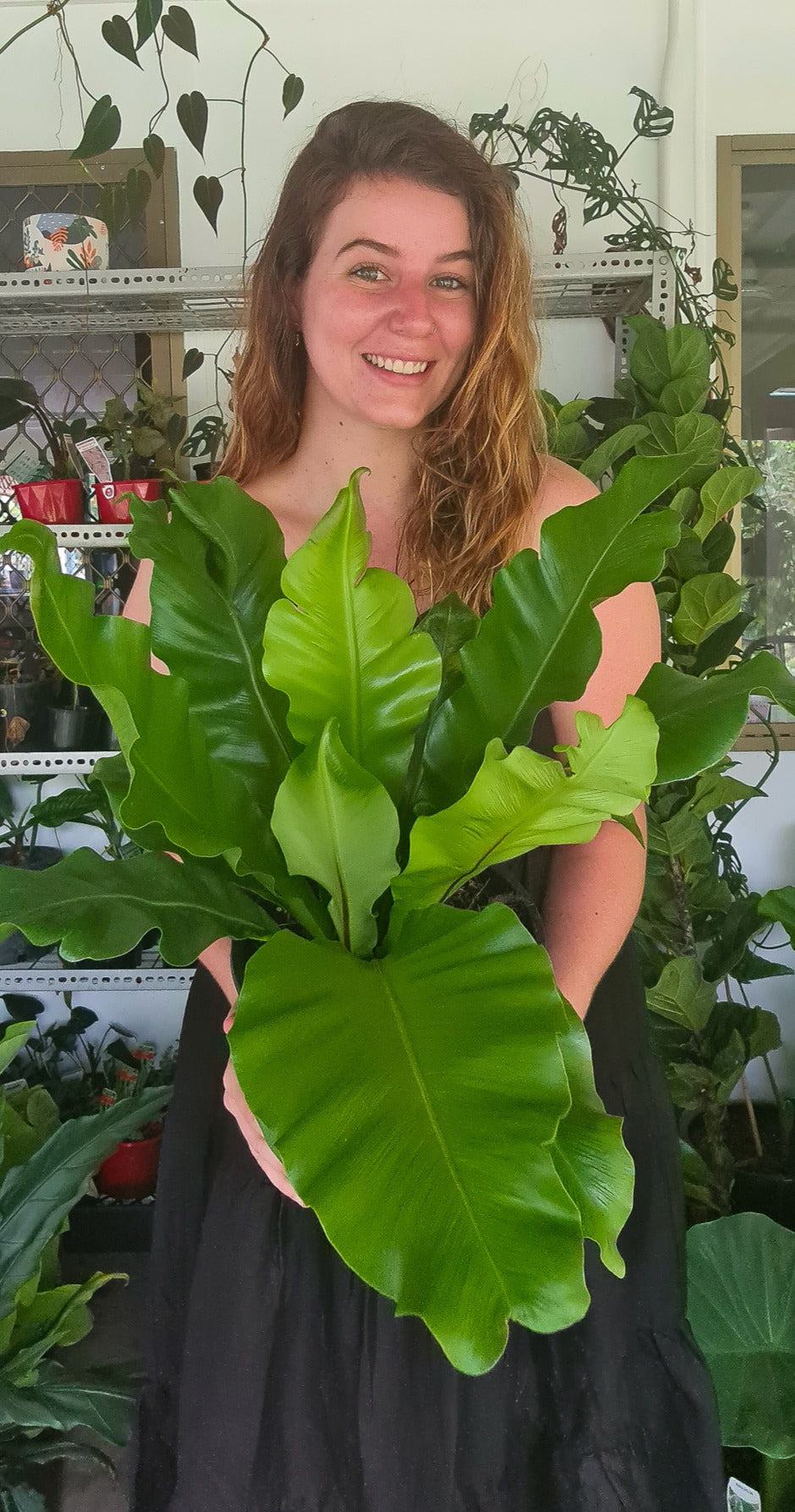 Birds Nest Fern