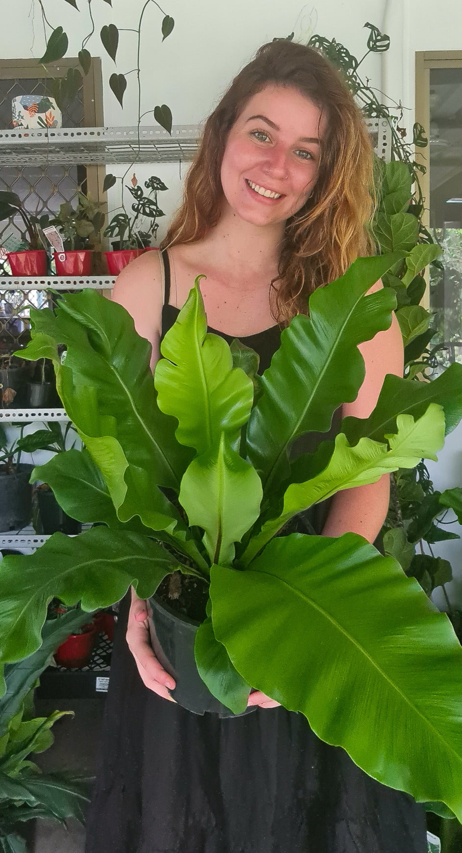 Birds Nest Fern