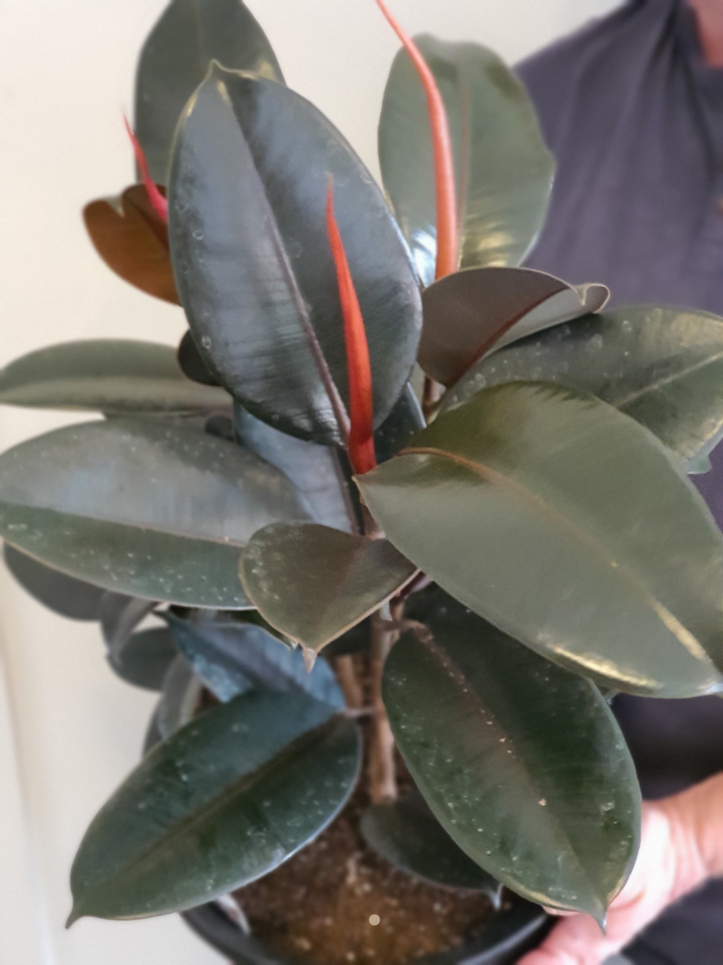 Giant Burgundy Rubber Tree