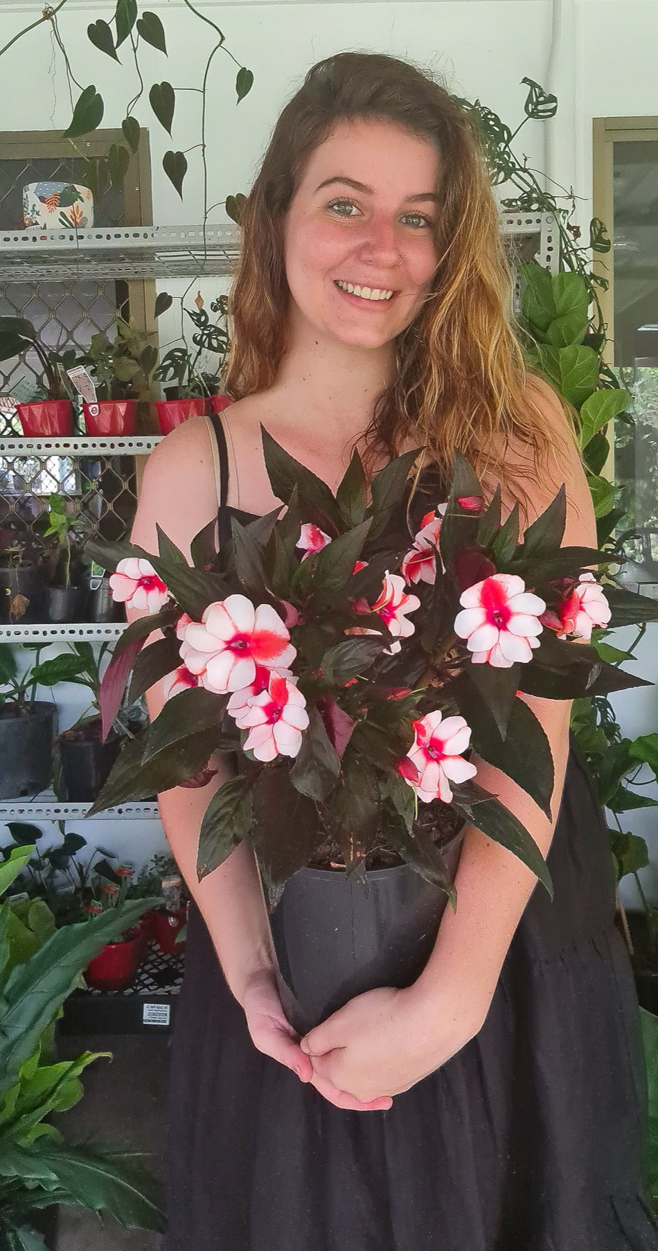 Impatiens