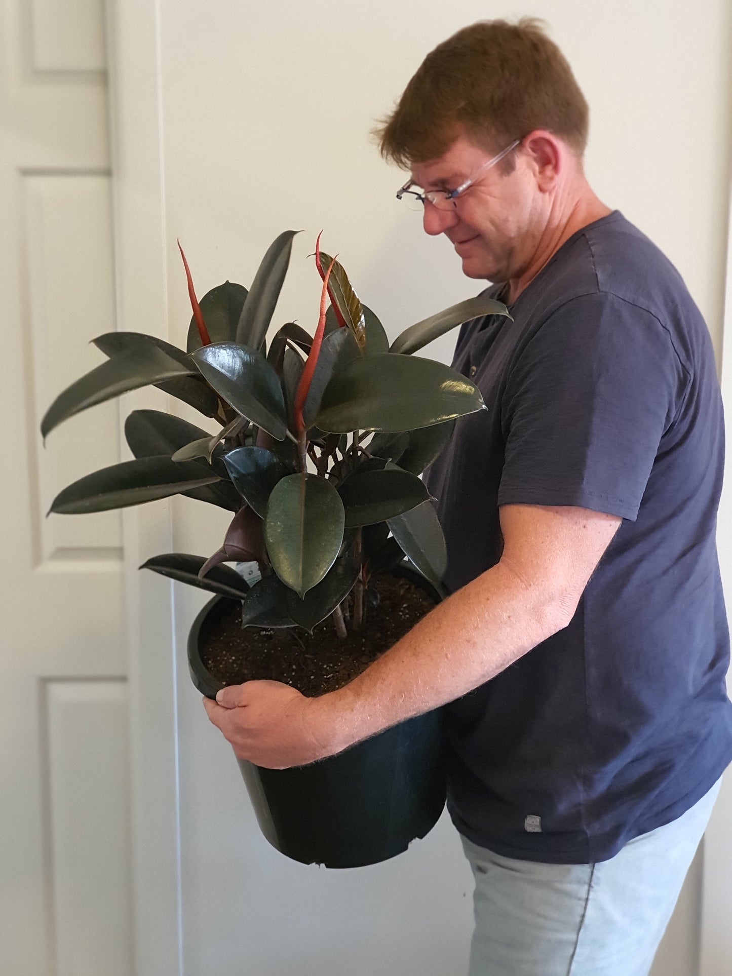 Giant Burgundy Rubber Tree