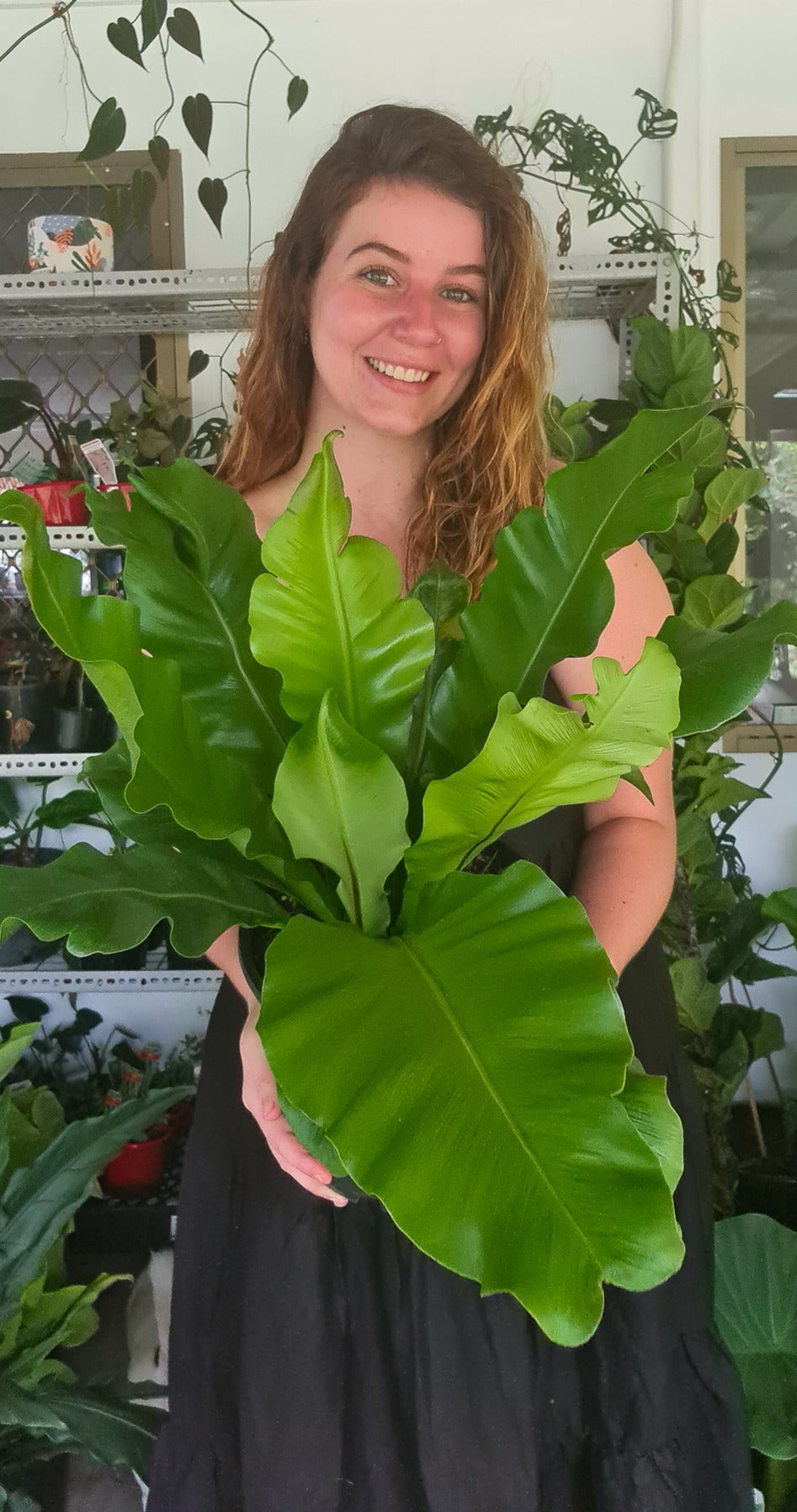 Birds Nest Fern