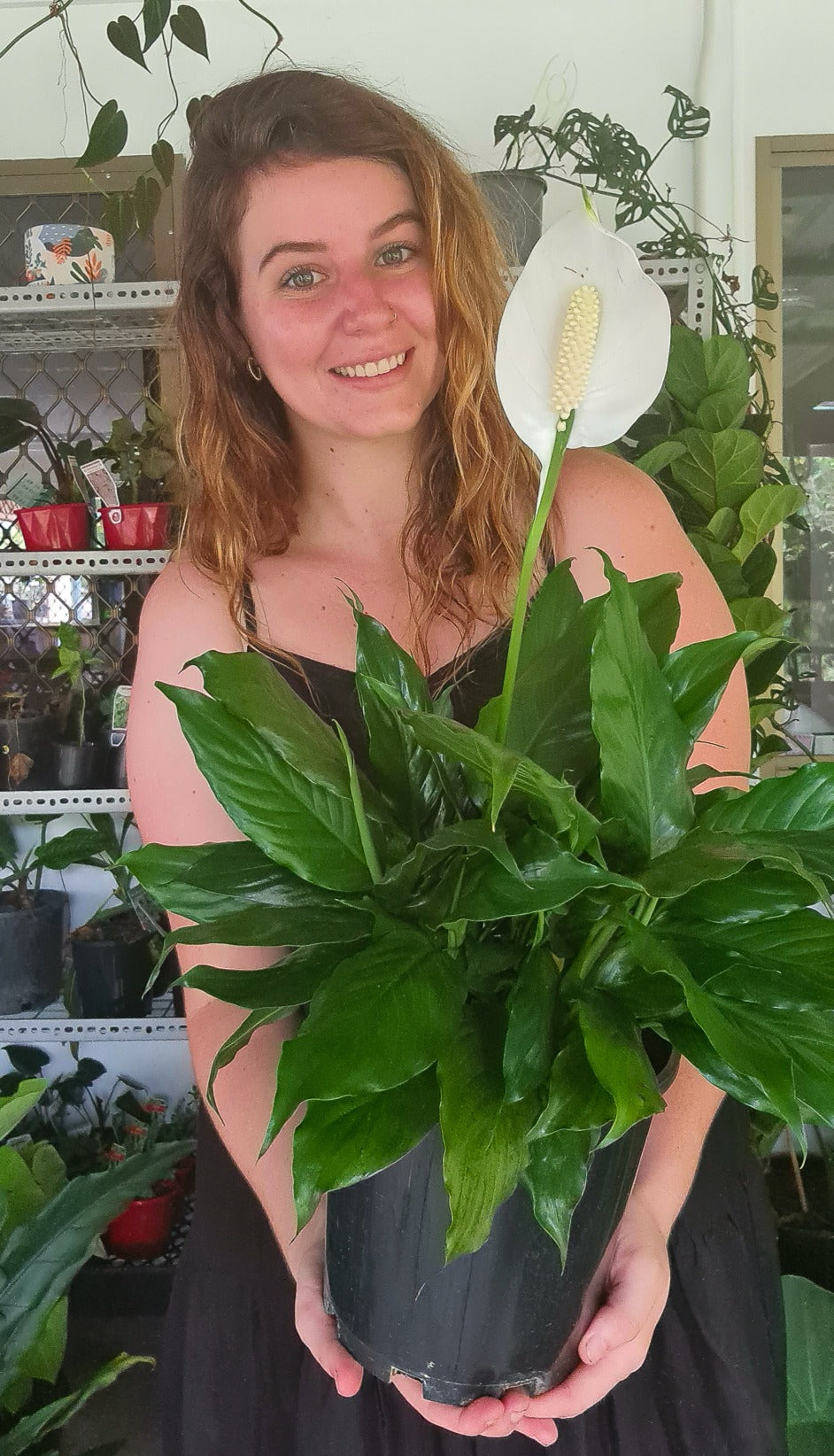Peace Lily Petities
