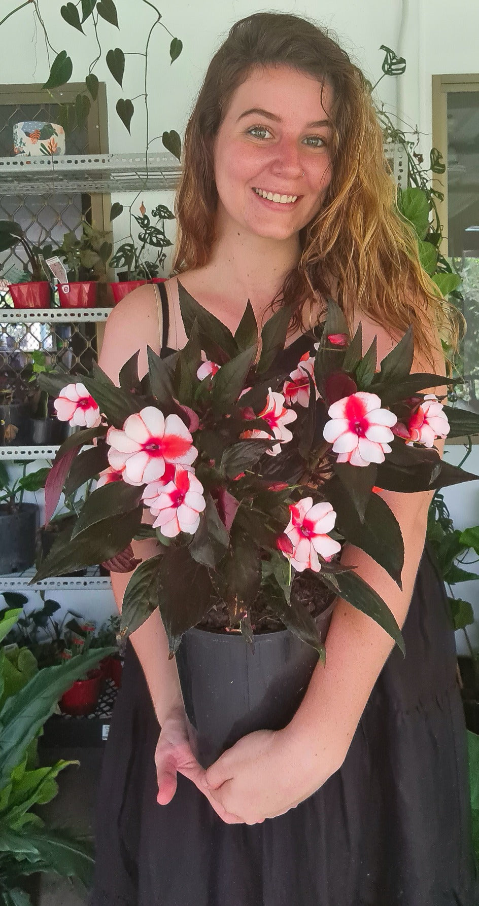 Impatiens