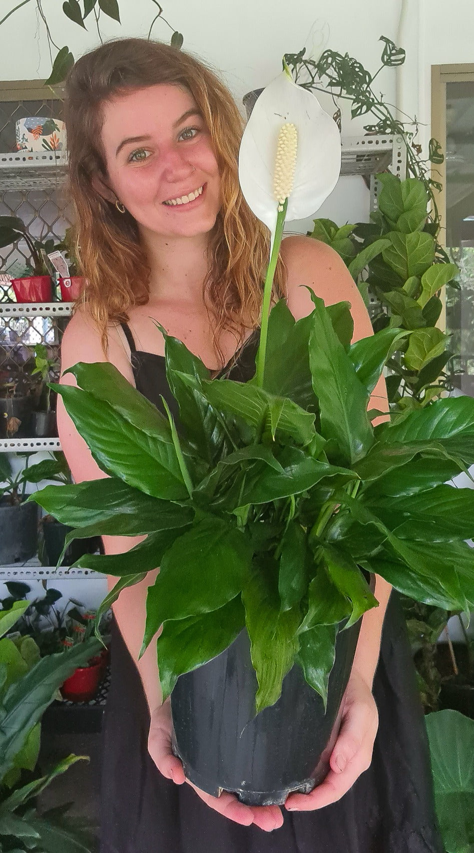 Peace Lily Petities