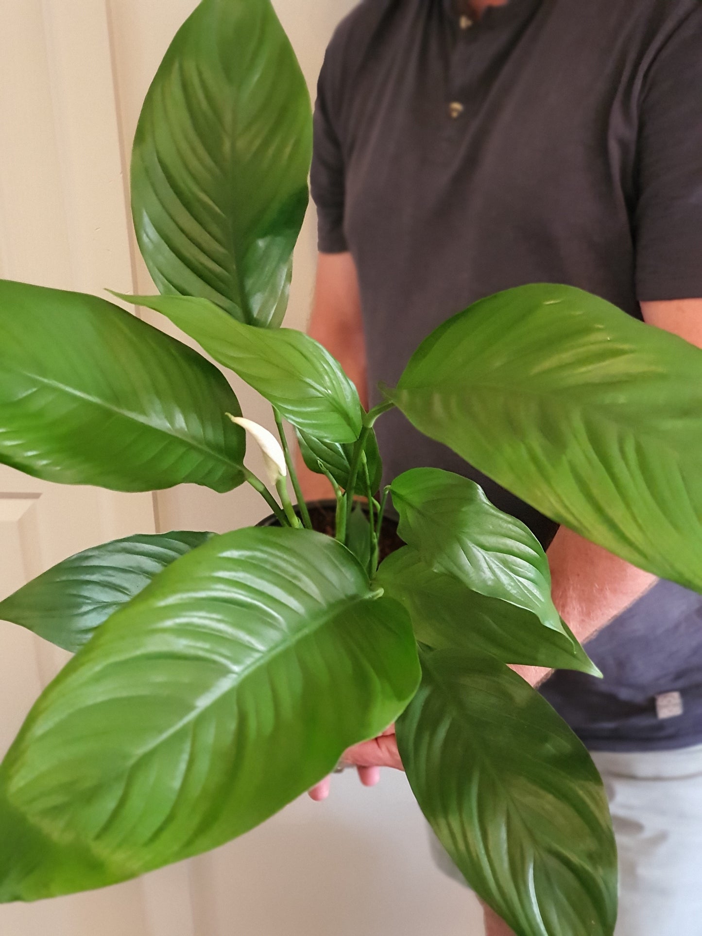 Peace Lily 200mm