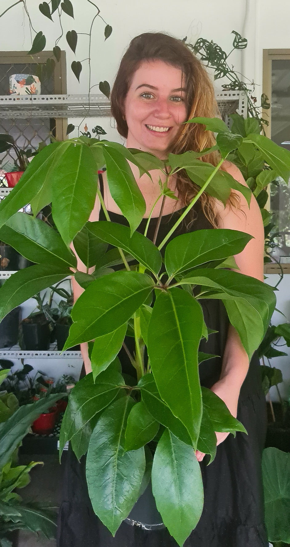 Umbrella Tree