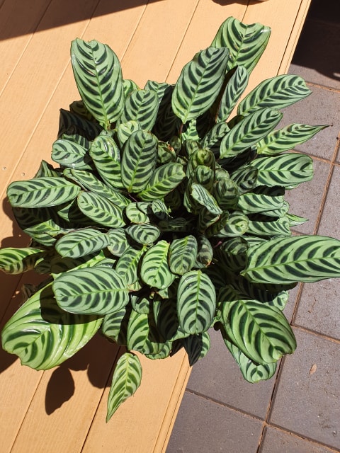 Calathea Burle Marx