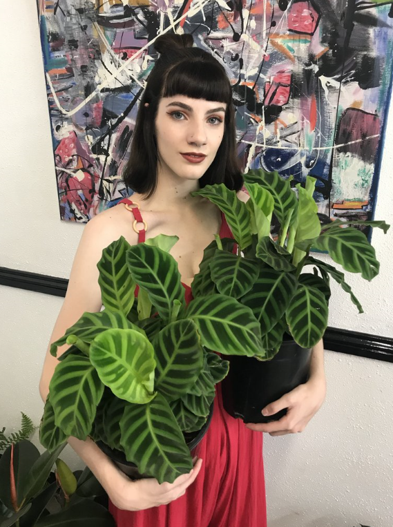 Calathea Zebrina
