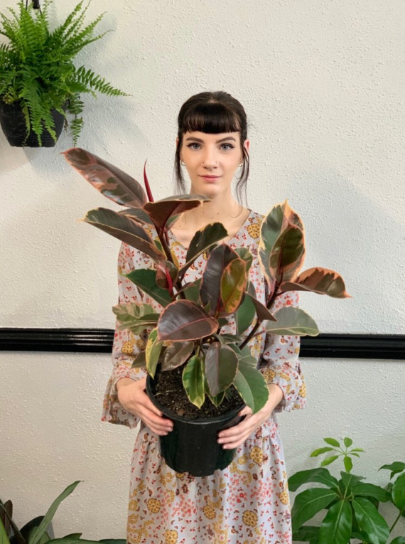 Ruby Rubber Tree